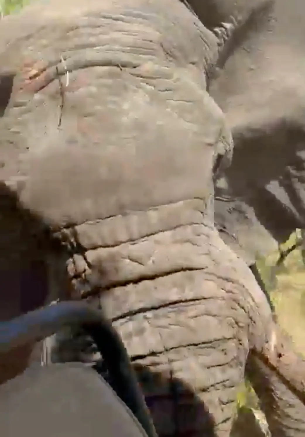 The animal tragically killed one of the group's travellers.