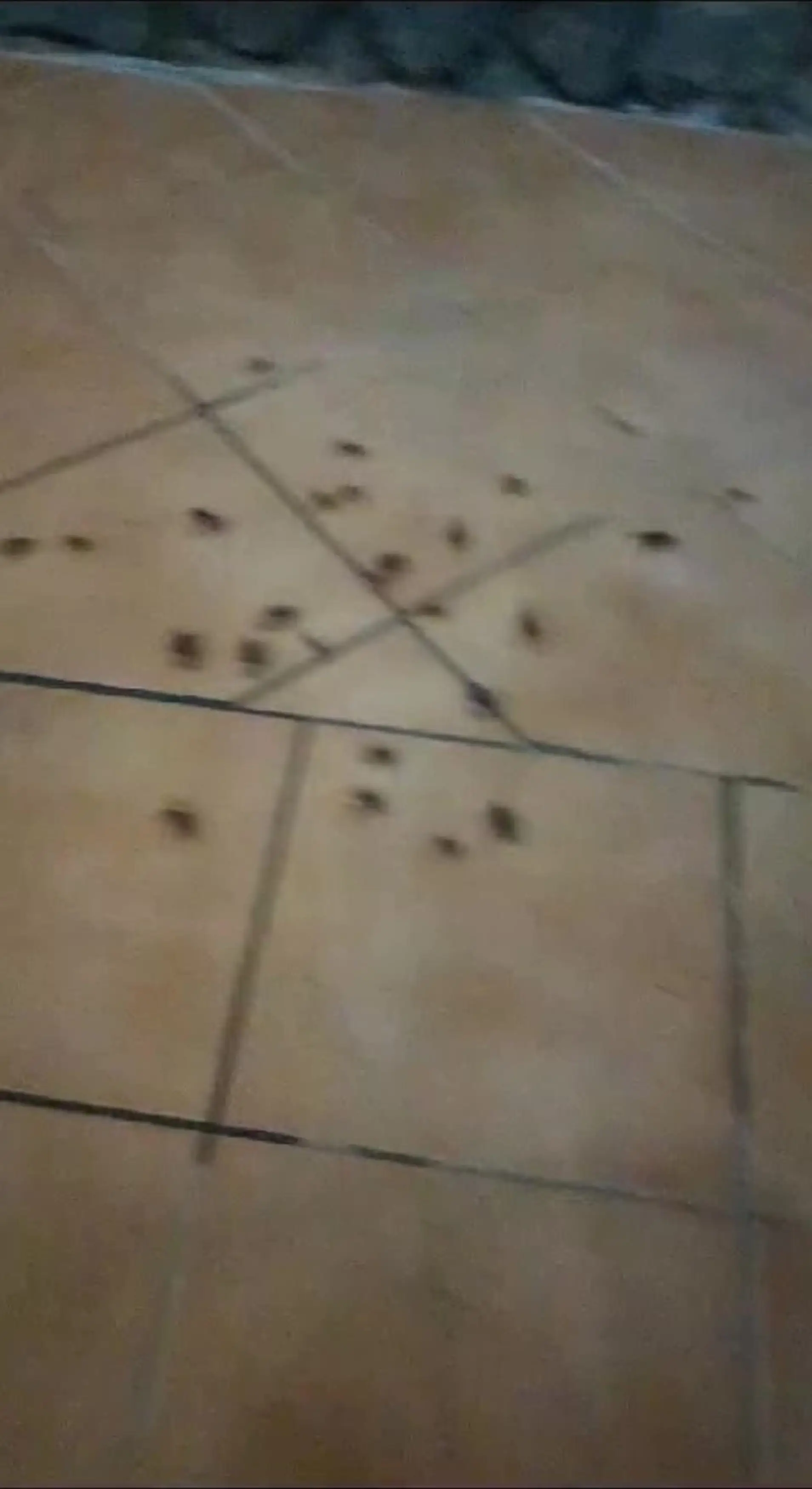 A heartbroken mum says she and her family were forced to flee their £7,000 Jet2 holiday early due to cockroaches 'infesting the hotel'.