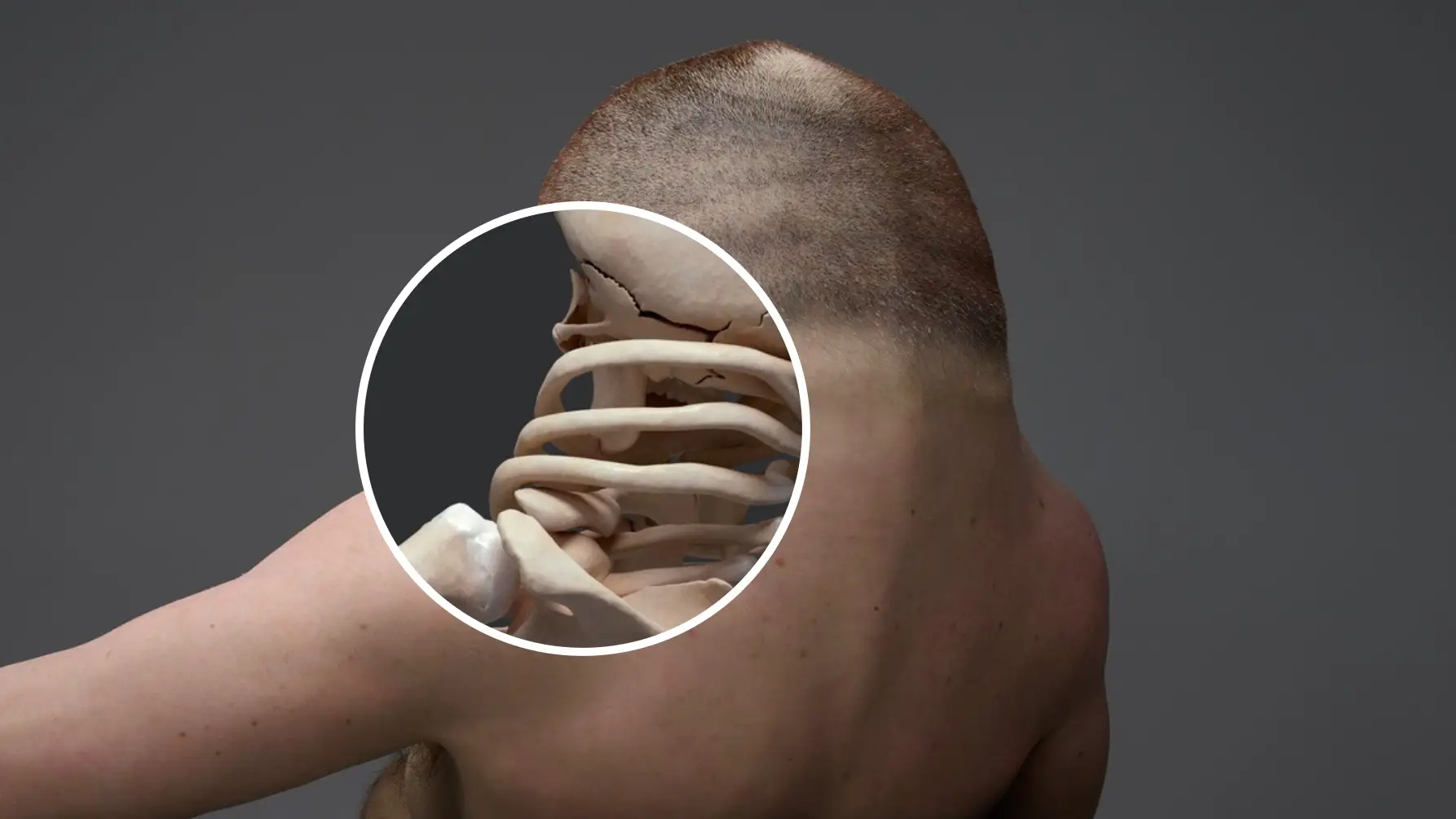 Scientists leave people disturbed as they reveal what humans would need to look like to survive a car crash