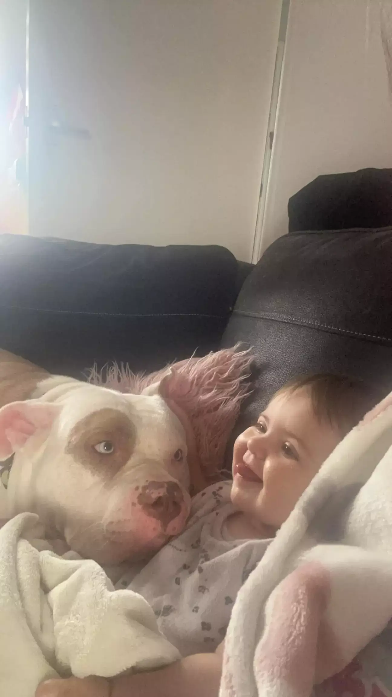 Kano the XL bully has been hailed as being 'gently' by his owner Samantha.