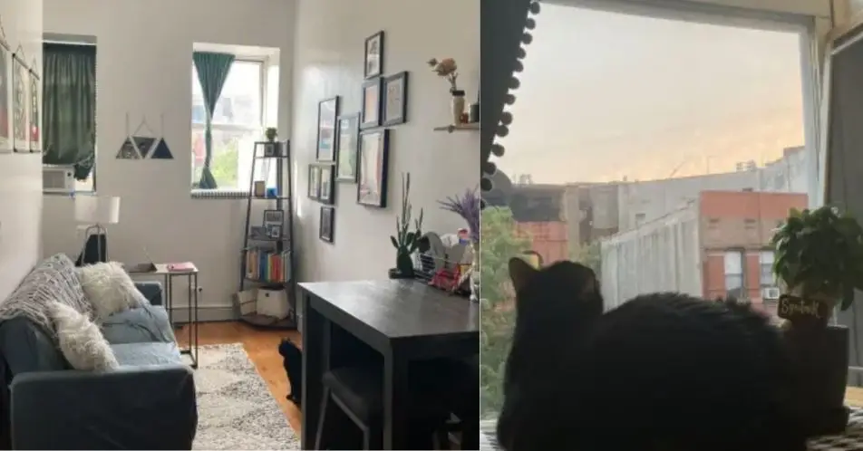 Cat-lovers could spend a week in New York City free of charge.(