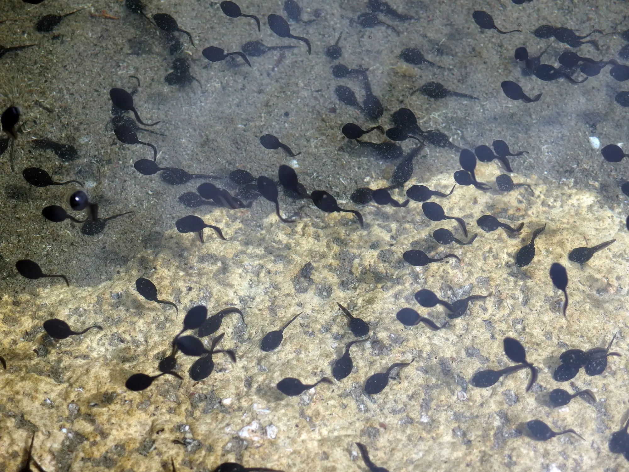 There are no actual tadpoles being used in this trend. (Getty Stock Image)