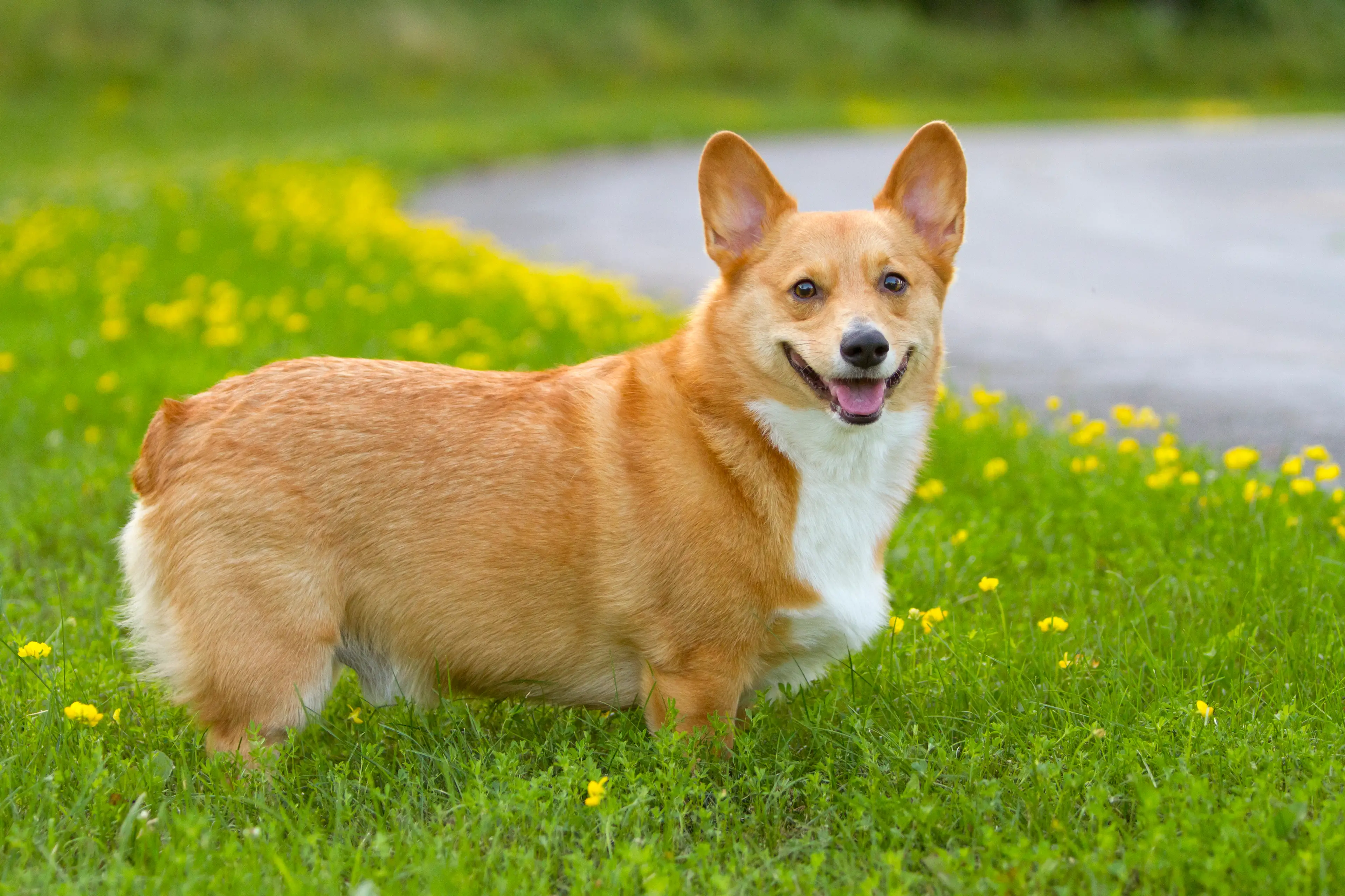 A video has gone viral featuring an escaped pack of dogs following a corgi to the safety of home (Getty Stock Images)