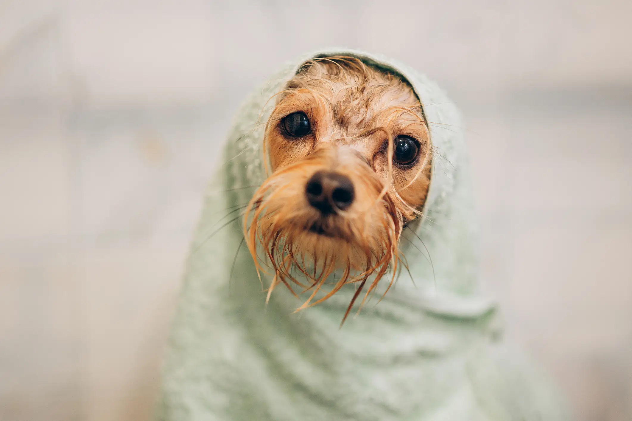 Pet owners are being urged to watch out for signs of heat stroke
(Getty Stock Images)