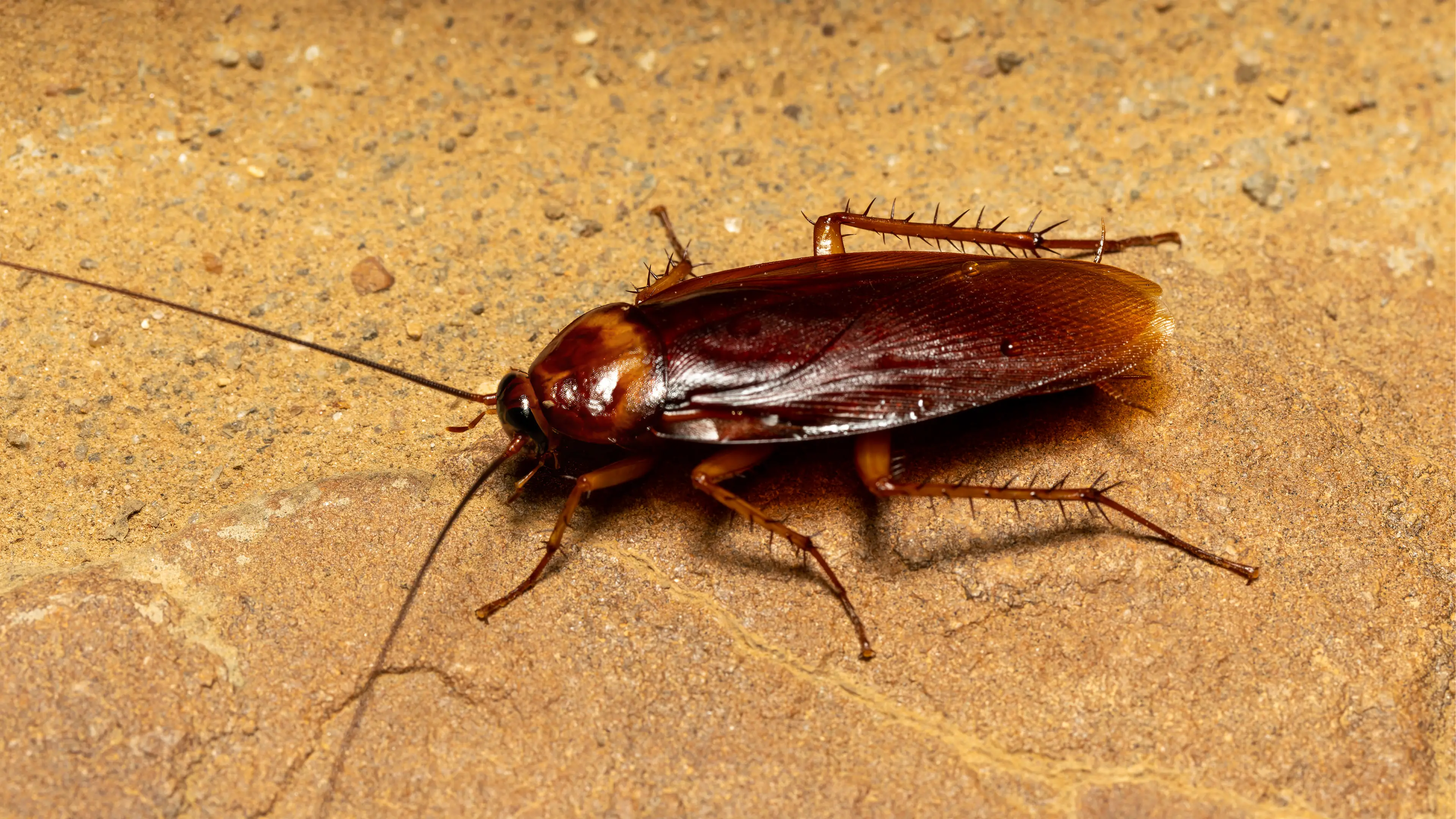 How to tell if your partner is ‘roaching’ you after Gen Z issued warning on latest dating trend