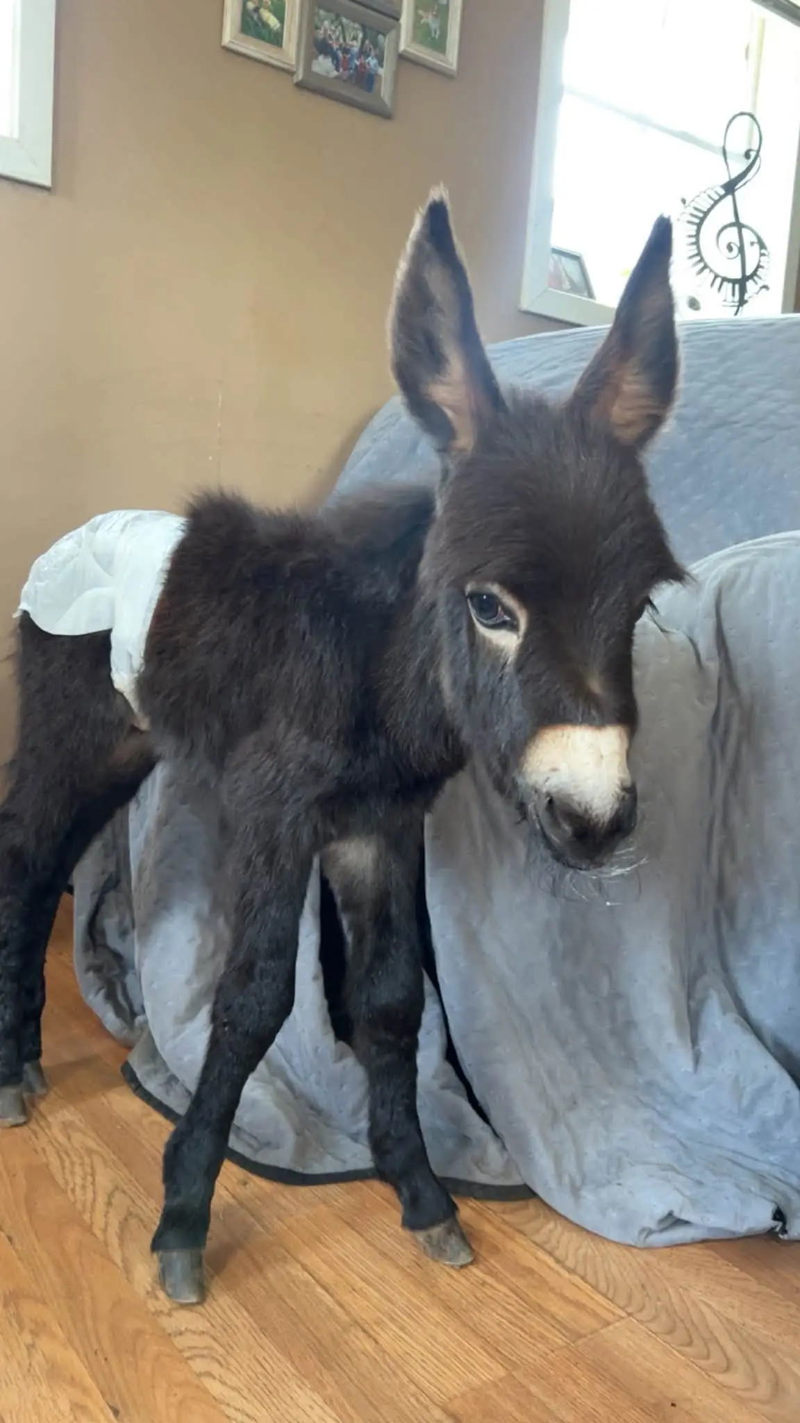 Hannah Israel, the owner of baby donkey Heehaw, has issued an emotional plea after Georgia police fatally shot her animal (Facebook/Elsberry Riding and Farm)