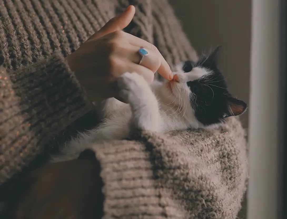 The woman initially thought the cat had got outside.