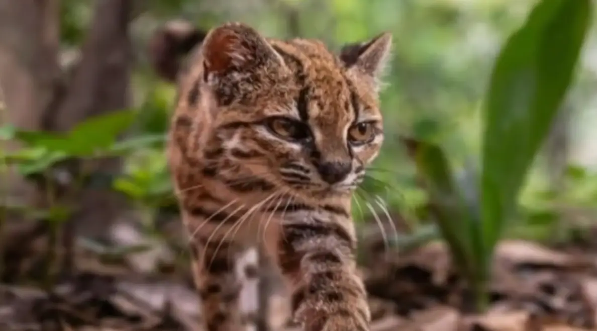 Researchers initially presumed the animal was part of the tiger cat species (Unitel Bolivia)