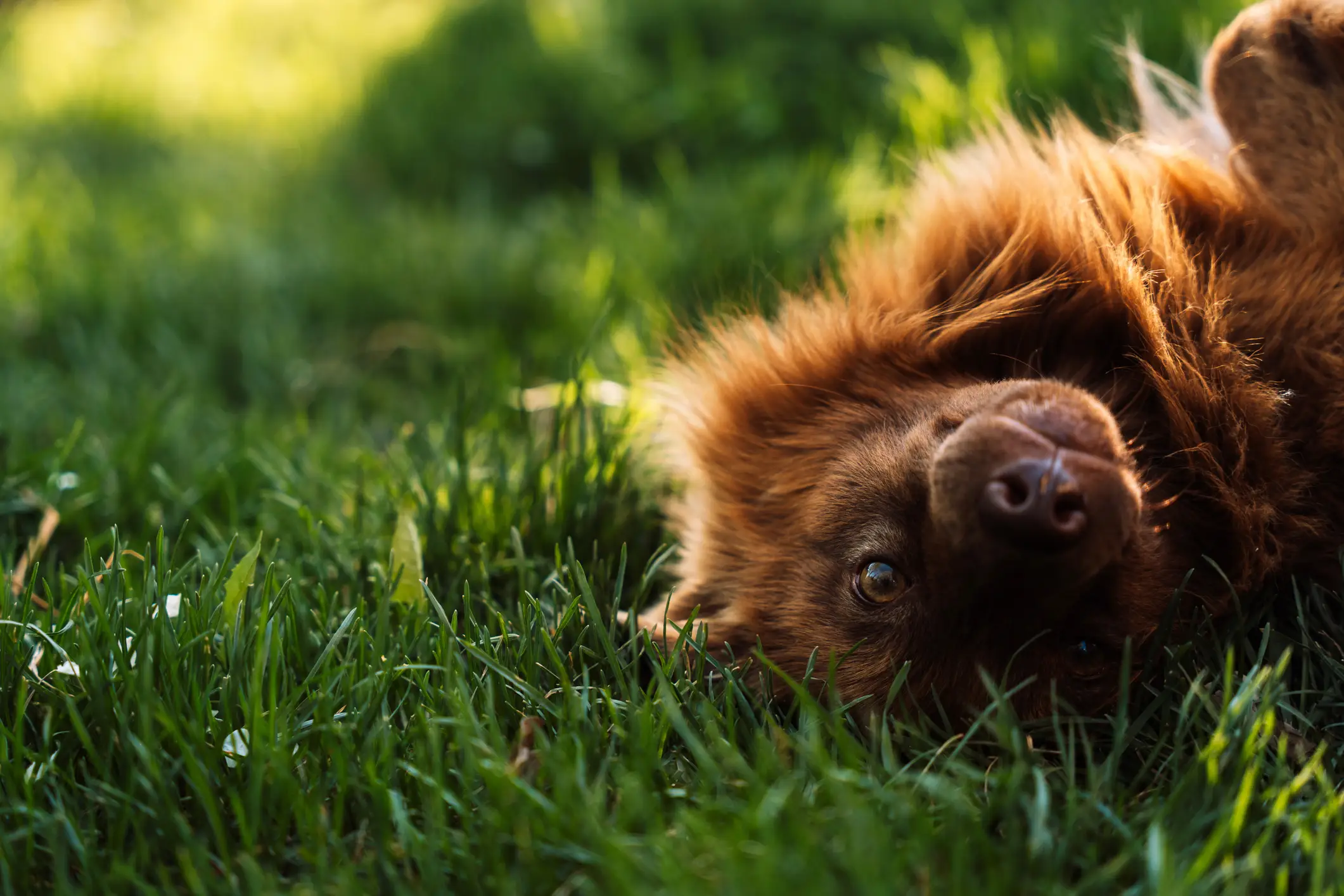 Experts have urged dog owners to do a 'tarmac test' before walking their dog while the UK's temperature soars (Anastassiya Bezhekeneva / Getty Images)