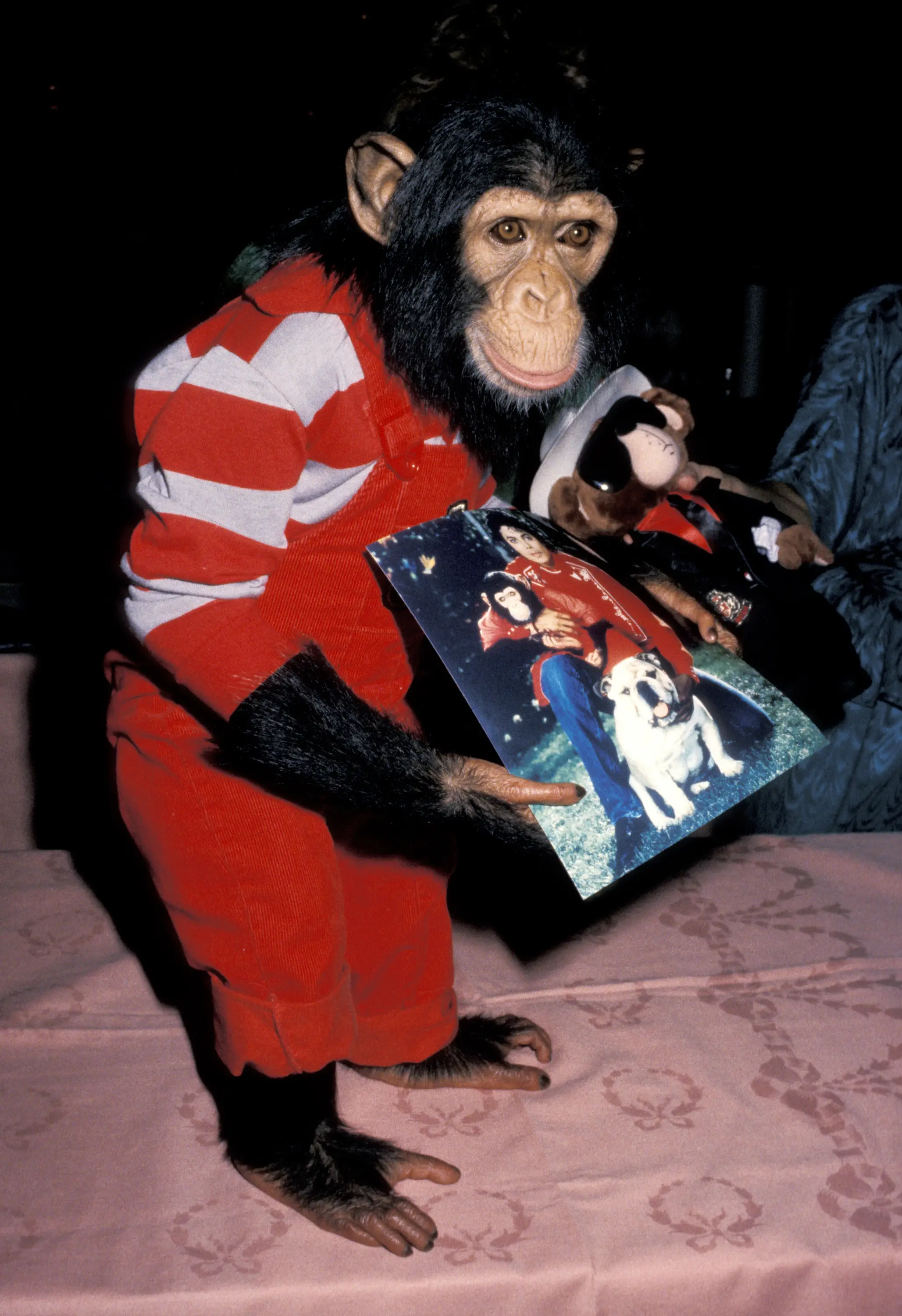 Bubbles was adopted by Michael Jackson in 1983 and accompanied him on tour (Sankei Archive via Getty Images)