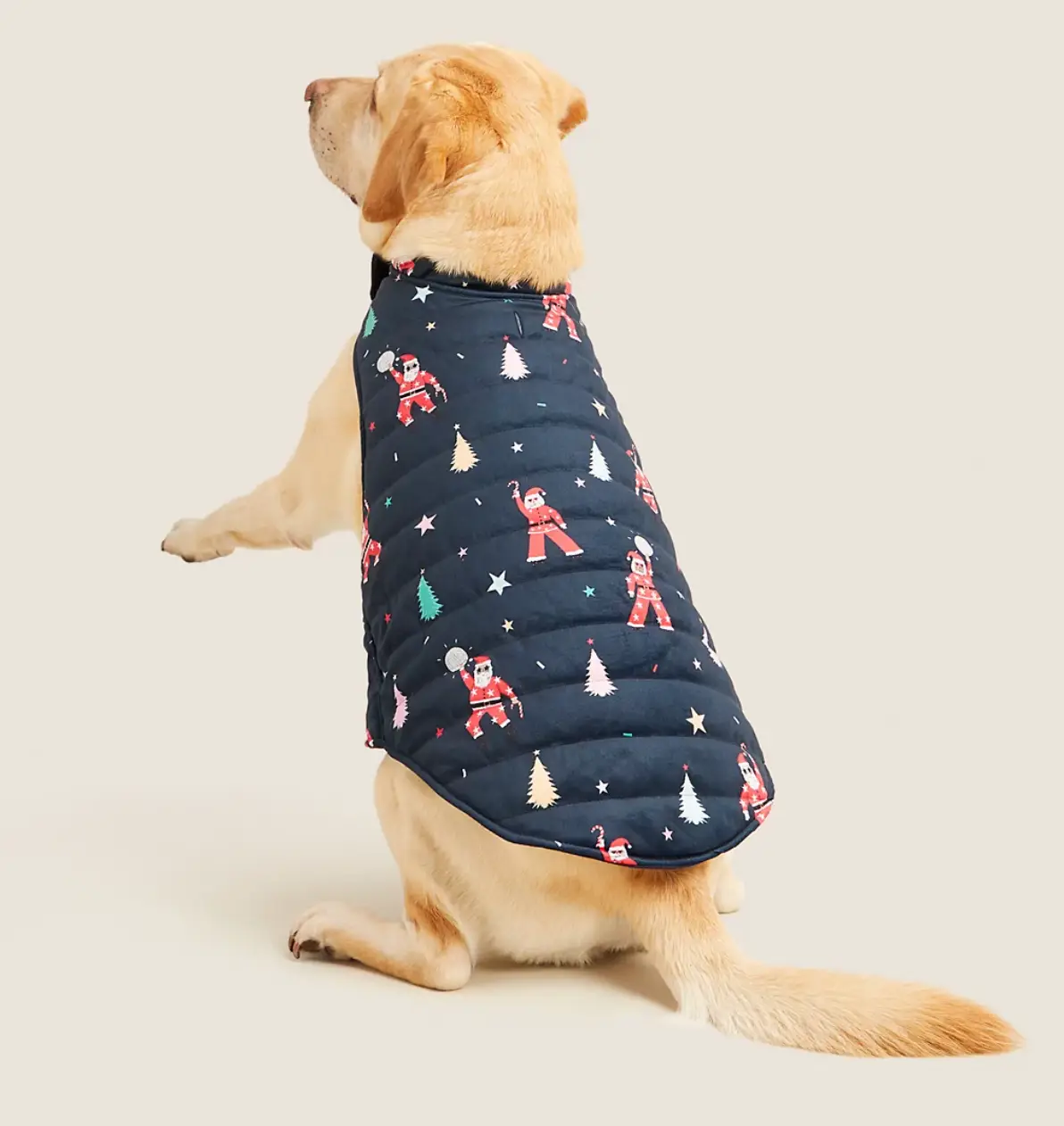 The dog pyjamas are adorable.