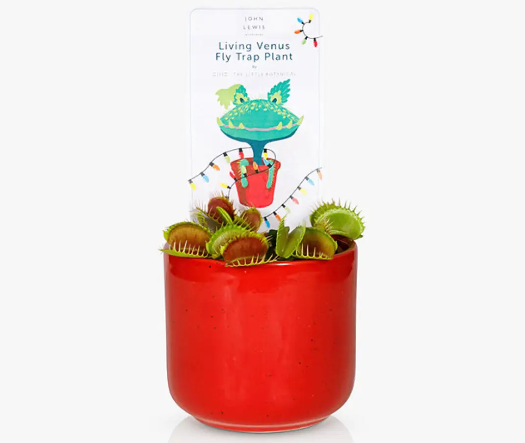 You can even buy a living venus fly trap.