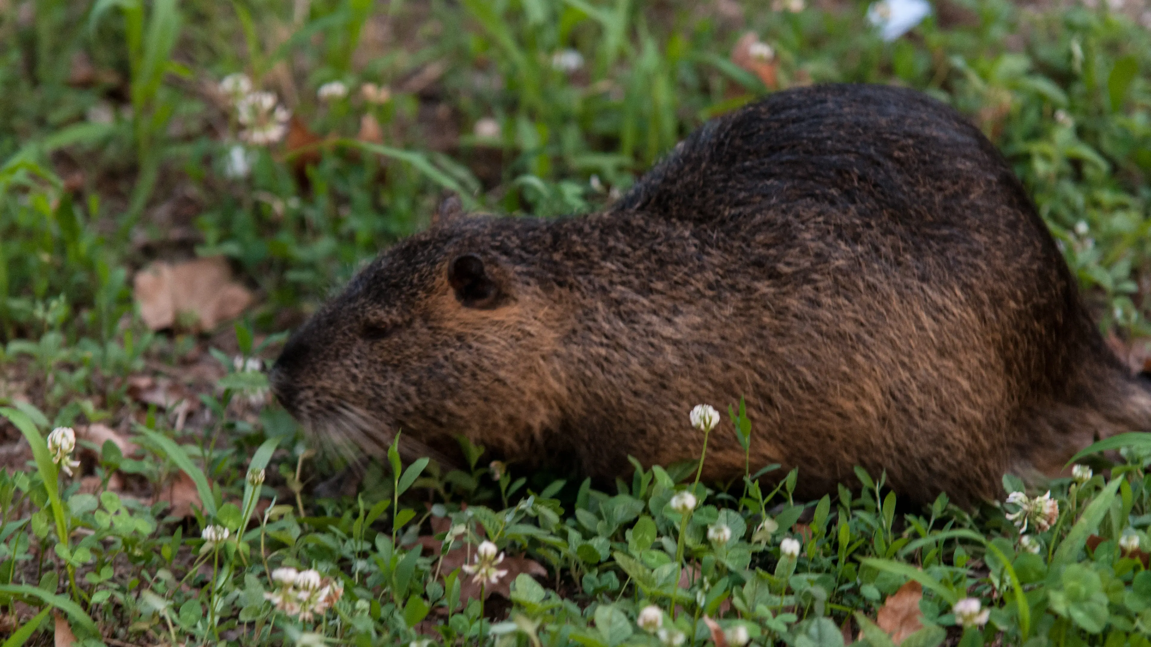 Officials urge people to start eating little-known rodent despite major concerns from experts