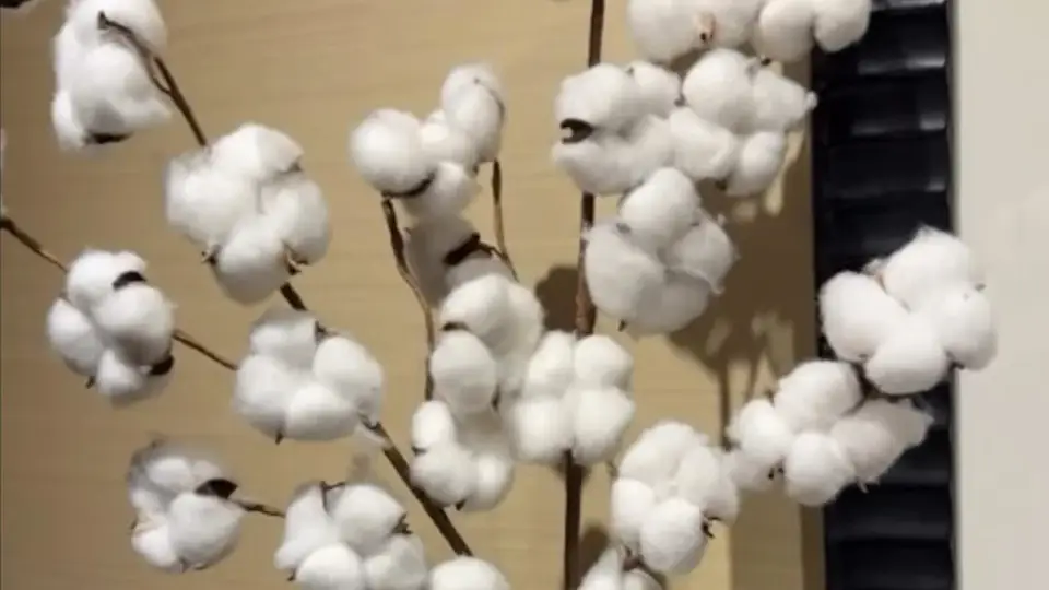 Cotton controversy explained after Serena Williams calls out hotel’s decorations