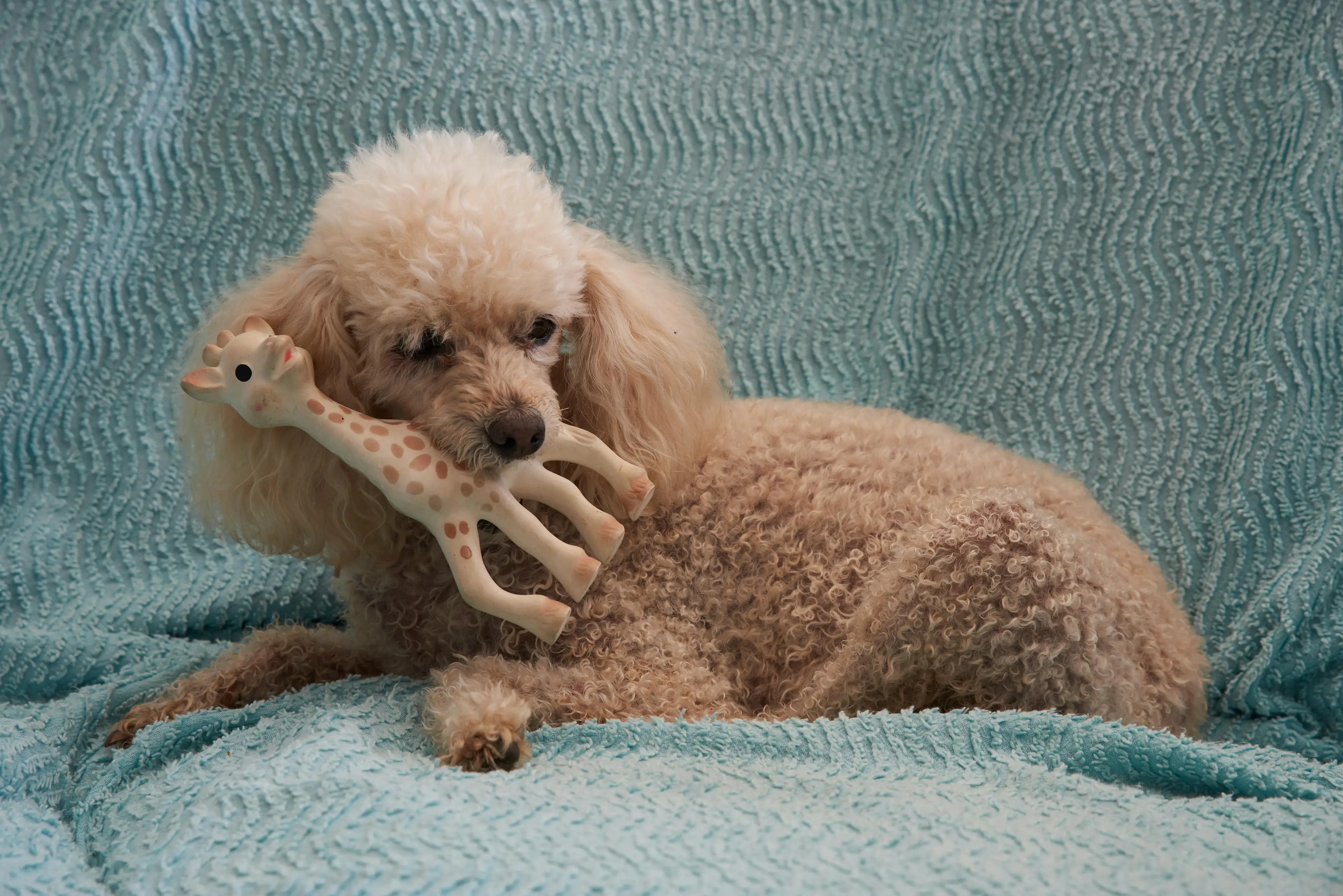 You should probably read Sophie the Giraffe's instructions and throw her away before you think about giving her to your next child - or even pet - as a toy.