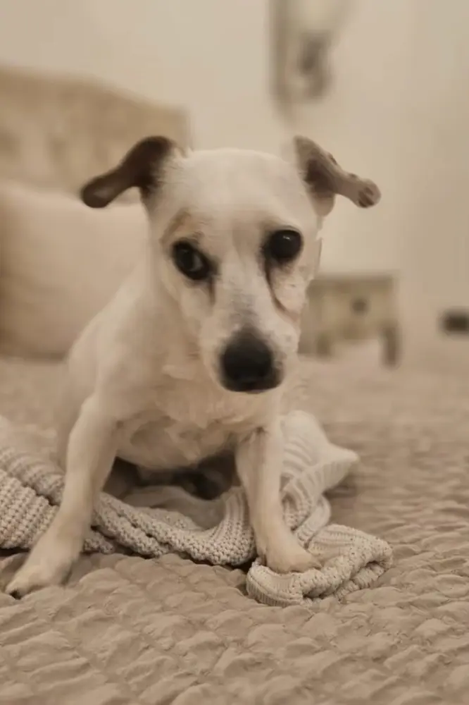 Patch was 20 when he died (ITV)