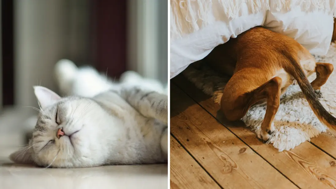 Warning issued over common household item that could kill your pet with just one lick