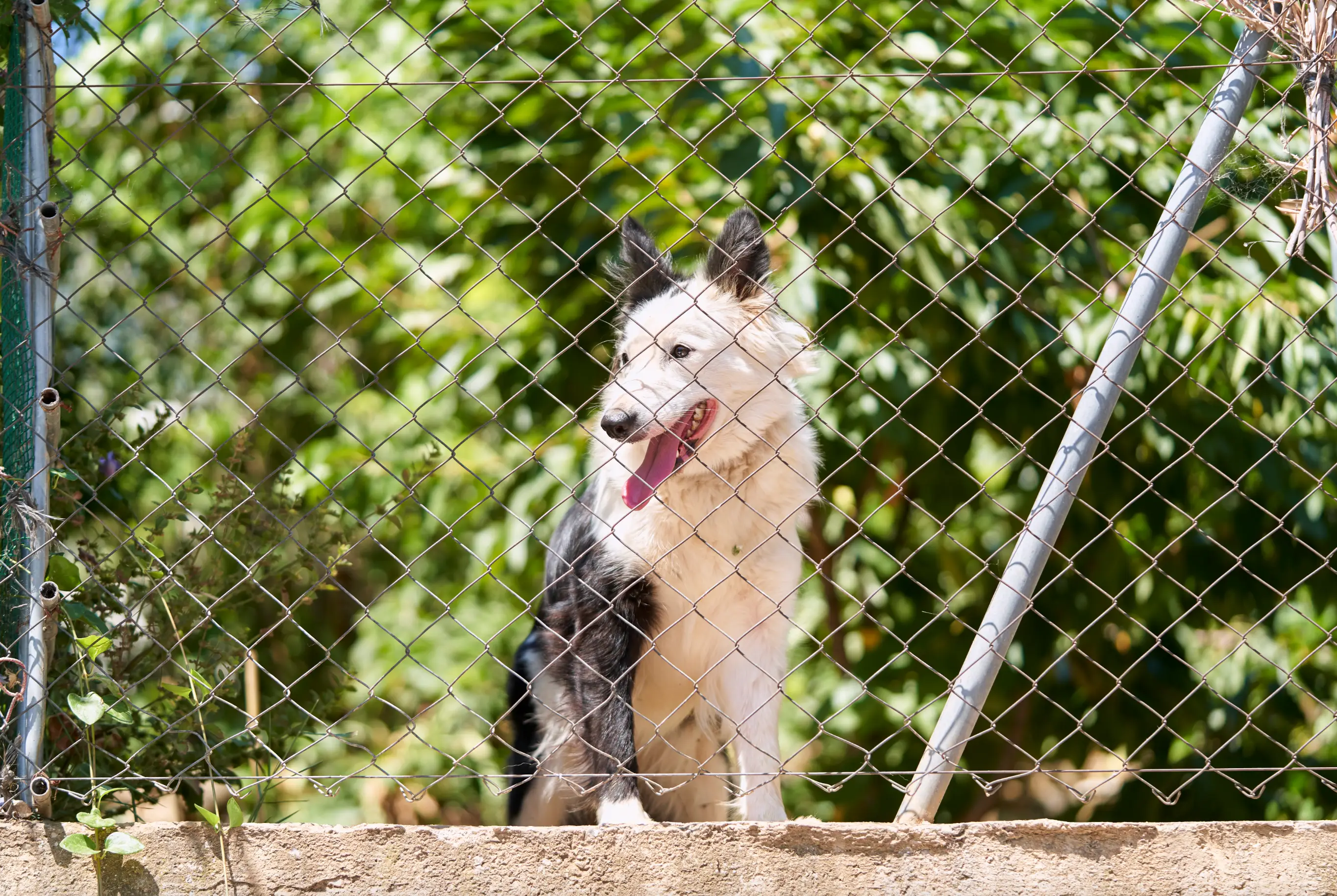 Dogs are being abandoned in Dubai as expats are fleeing the country (Getty Stock Image)
