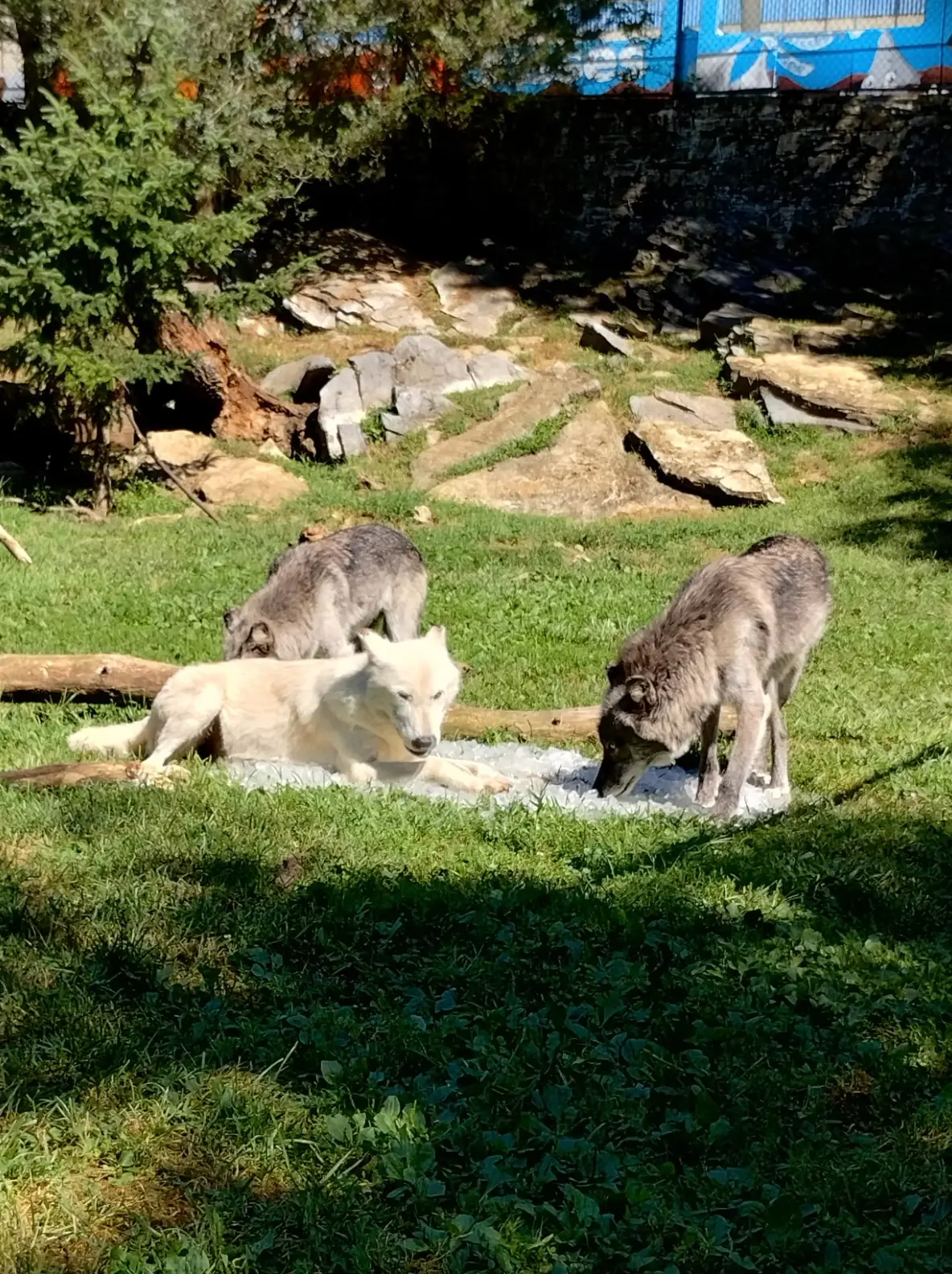 Three wolves live inside the enclosure (Zoo America)