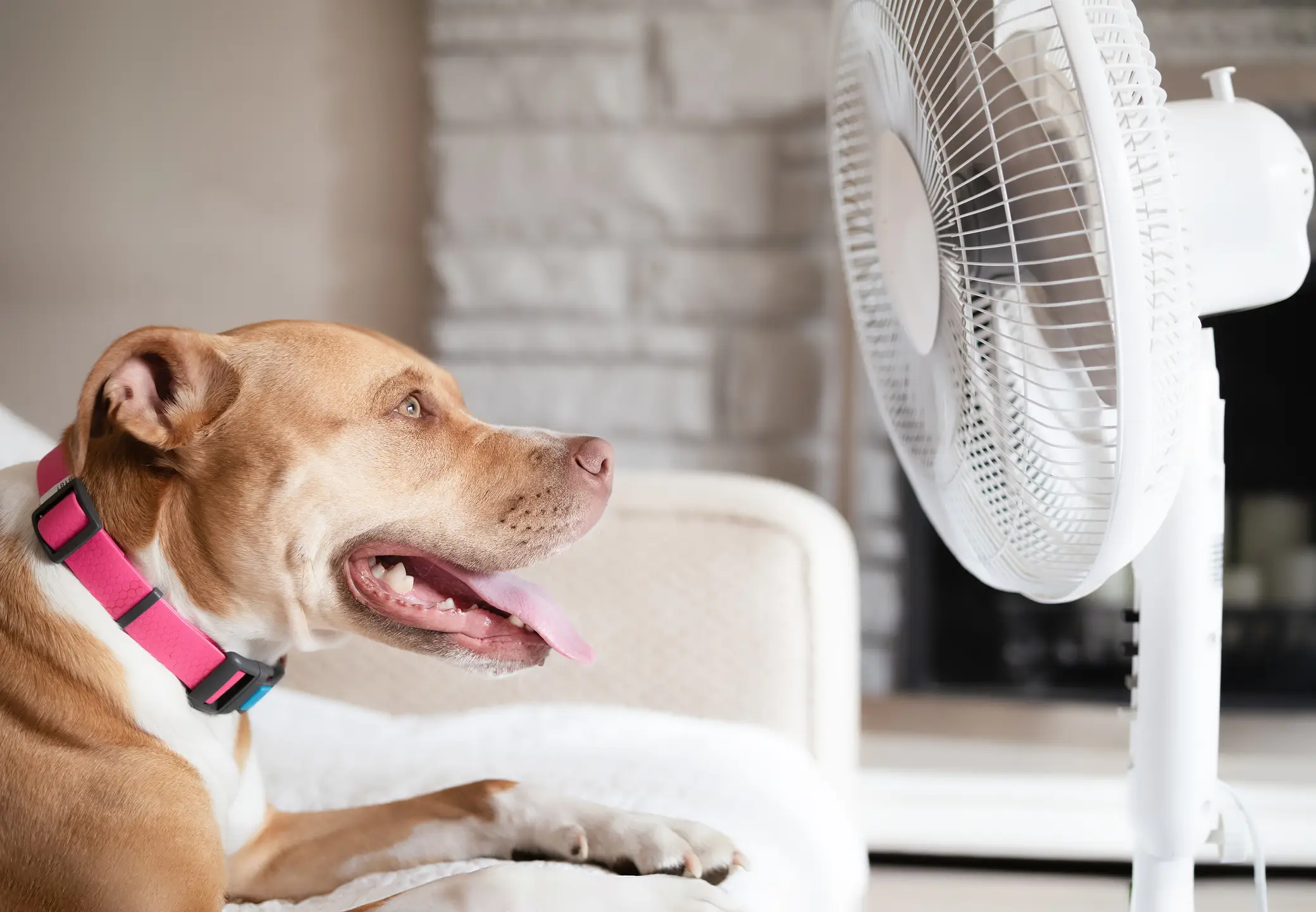 The RSPCA has warned that damp towels should never be placed directly over a dog's body when they are overheating (Getty Stock Images)
