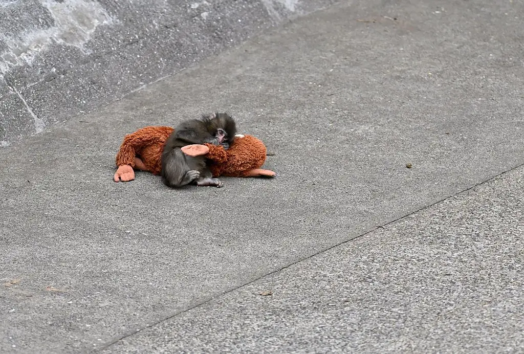 Punch was rejected by his mother at birth last July and now clings to a stuffed orangutan toy for comfort (Anadolu / Contributor / Getty Images)
