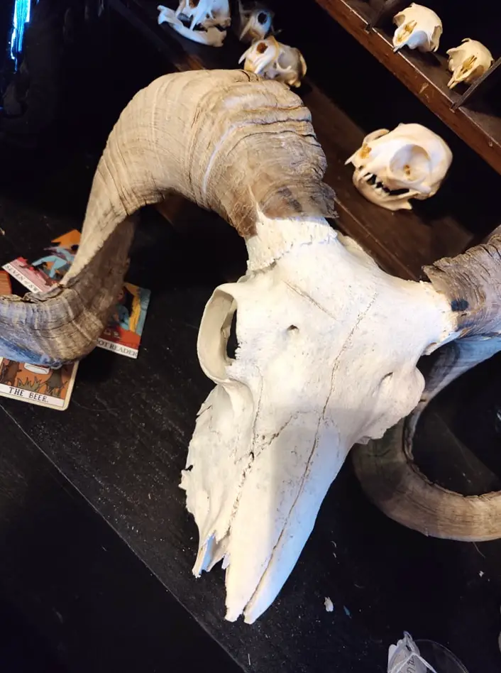 The pair claim to sell macabre products (Facebook) 