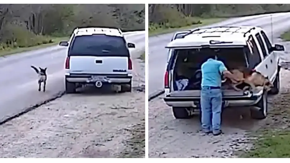 Heartbreaking video shows dog being abandoned by its owner