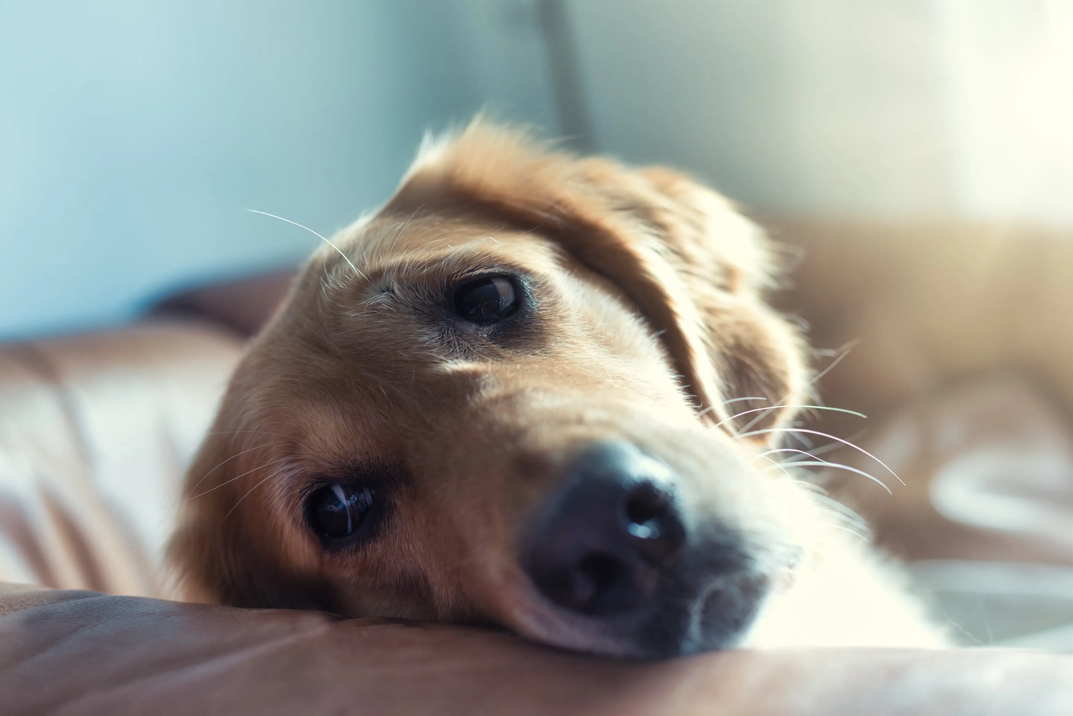 If you’re worried about your dog eating something they shouldn’t have done, it’s important to contact your vet immediately (Unsplash REGINE THOLEN).