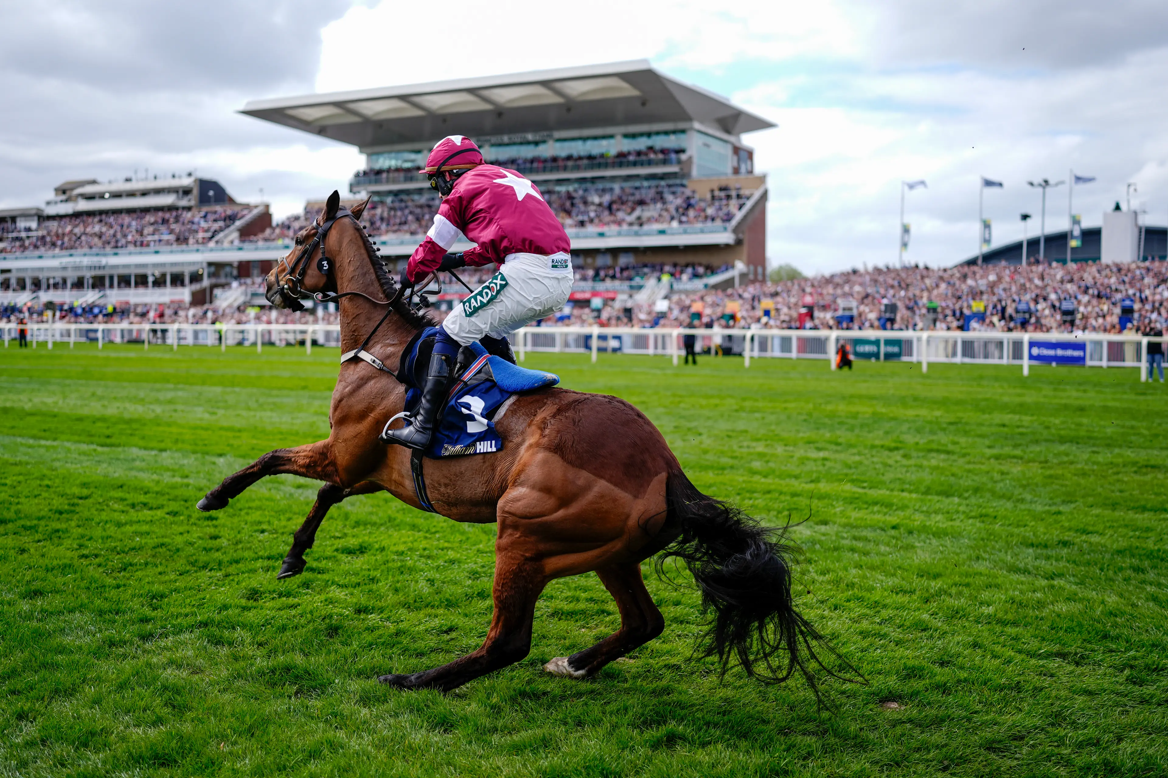 Gold Dancer died after crossing the finish line on Friday (Alan Crowhurst/Getty Images)