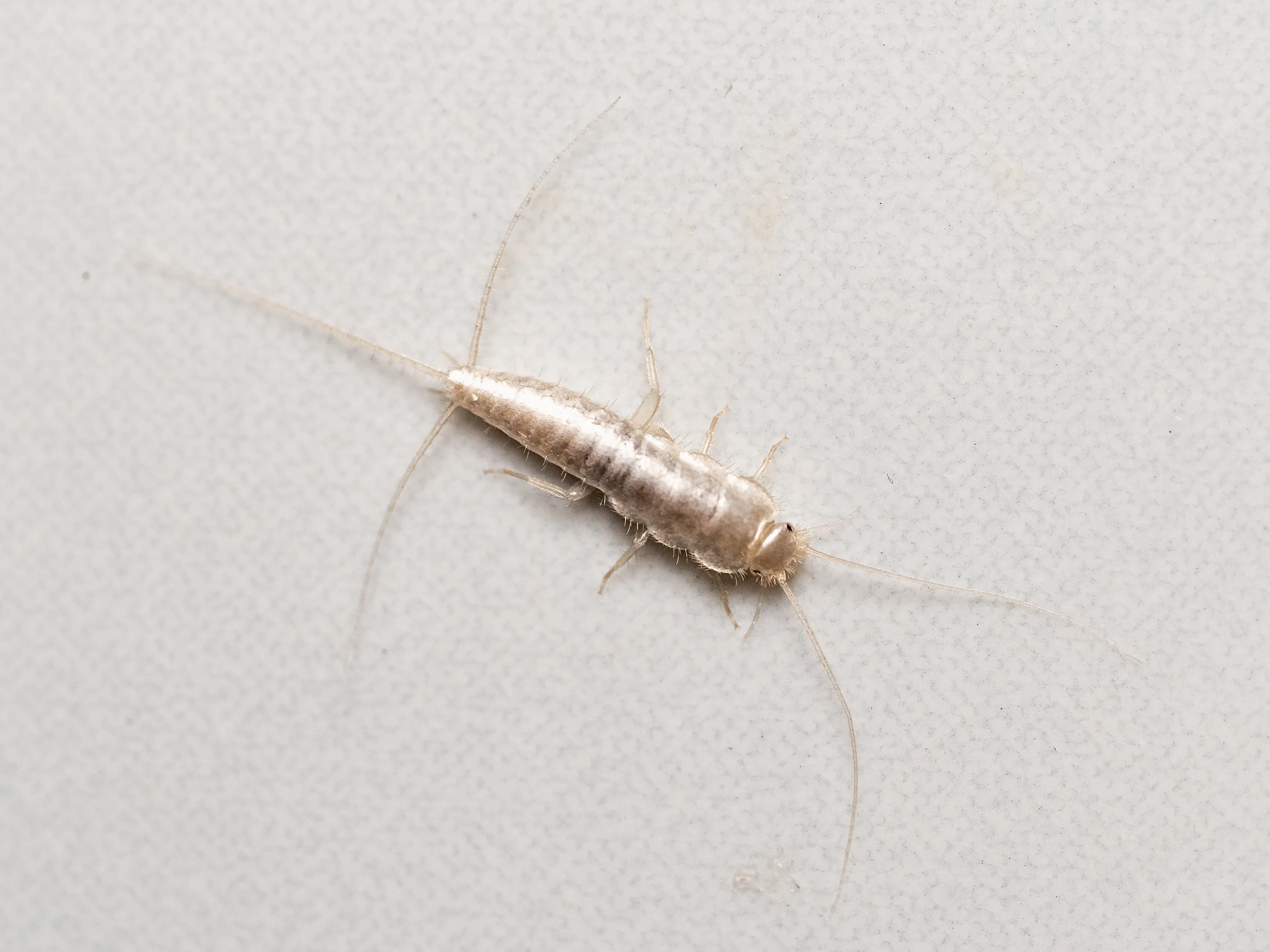 Silverfish are not a direct threat to humans but can become a problem.