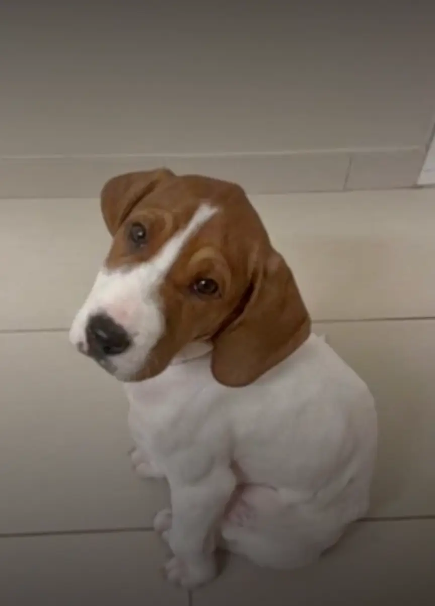 She was advised to put Beau to sleep (Fox5)