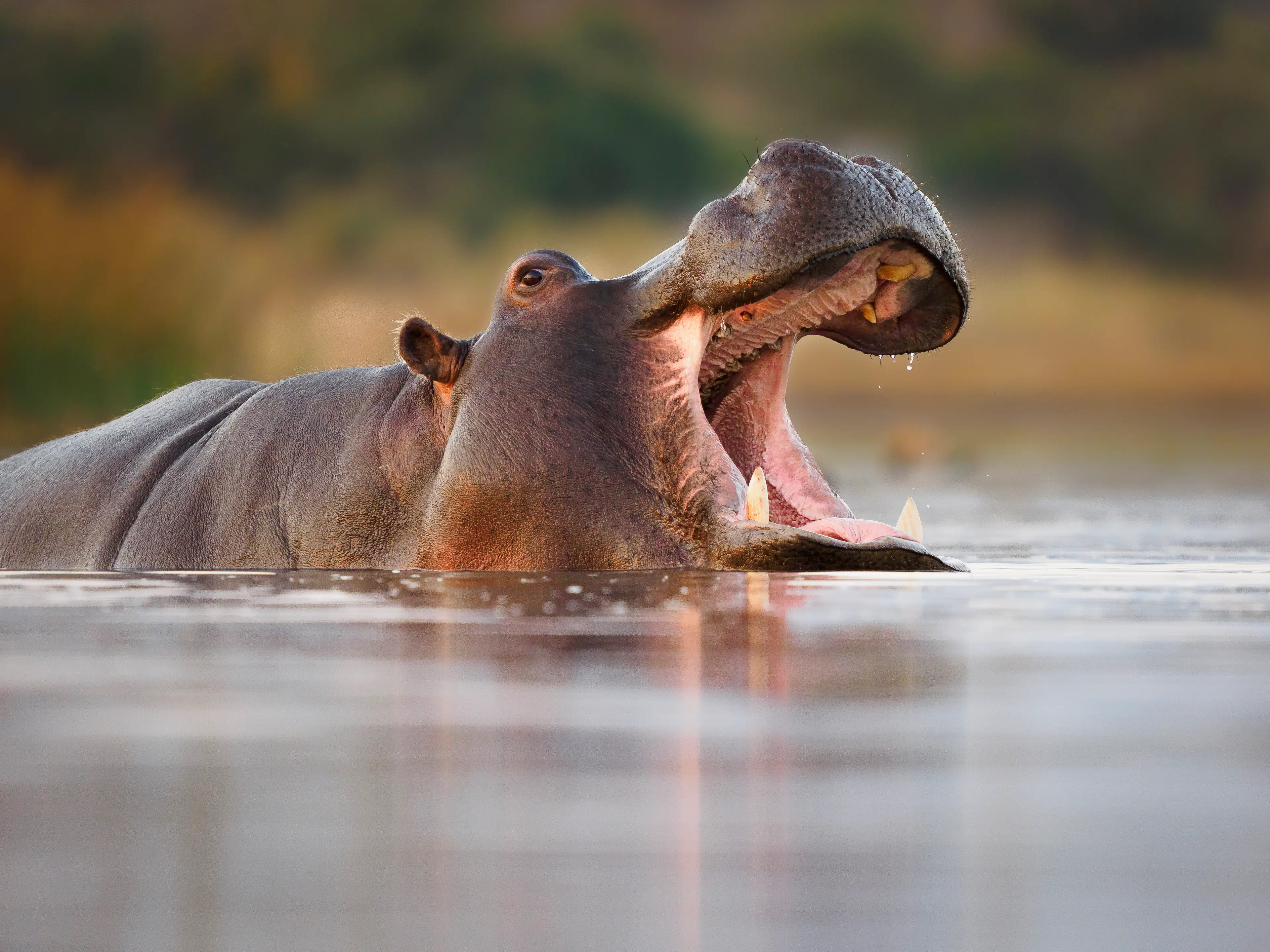 Indian billionaire Anant Ambani has offered to help the hippos (Getty Stock Images)