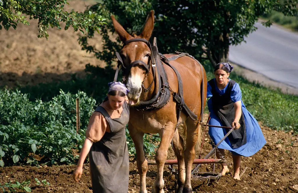 The Amish community resist modern technology (Jean-Louis Atlan/Sygma via Getty Images)