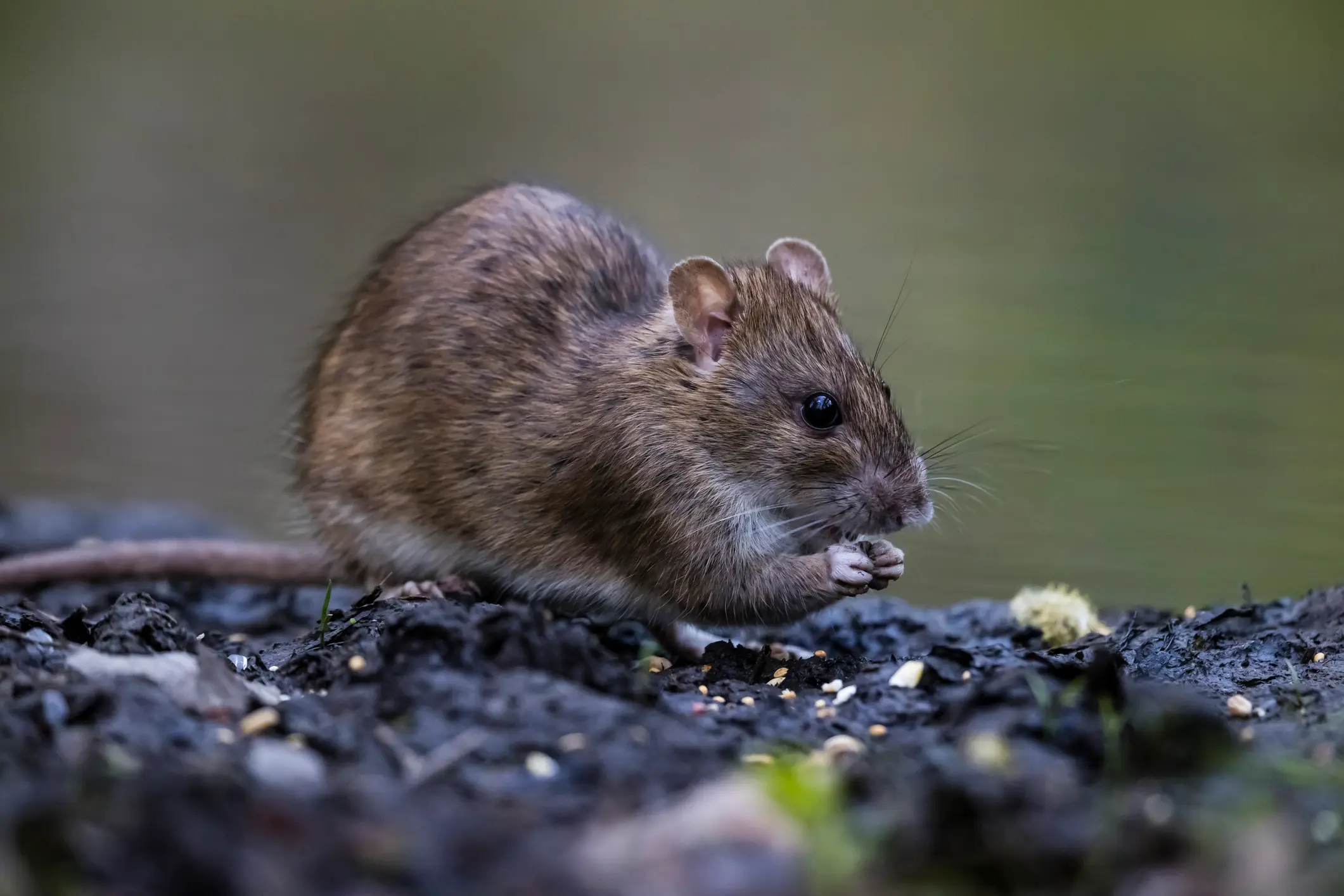 The rare disease is transmitted by rodent droppings, from rats and mice (Getty Stock)