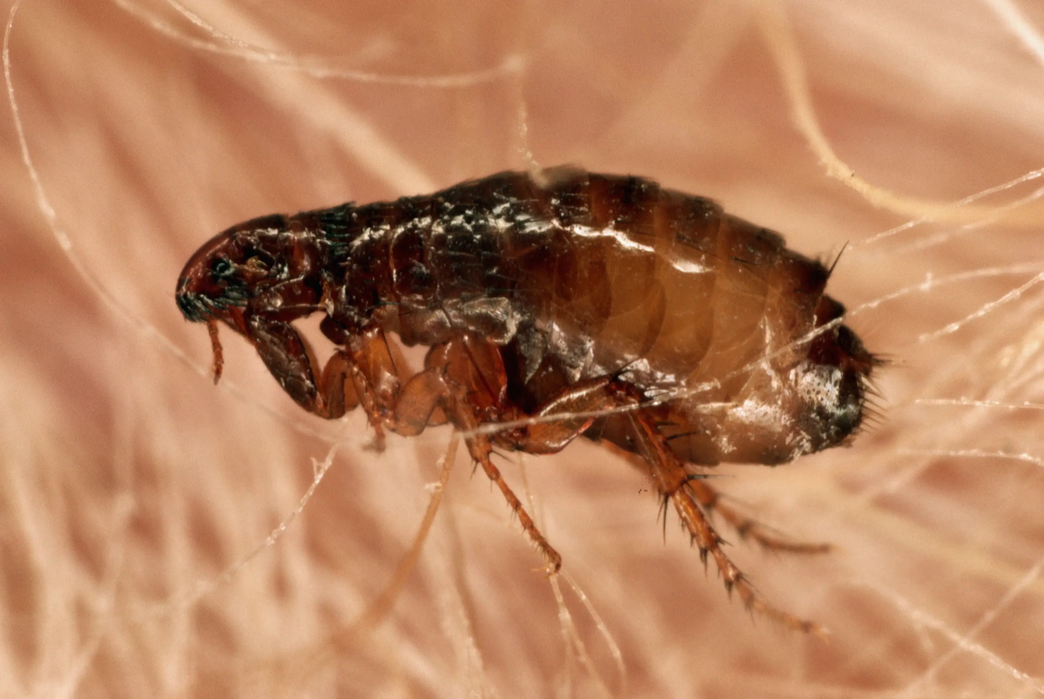 The plague usually spreads to humans through the bites of fleas that live on rats or other animals (George D. Lepp / Getty Images)