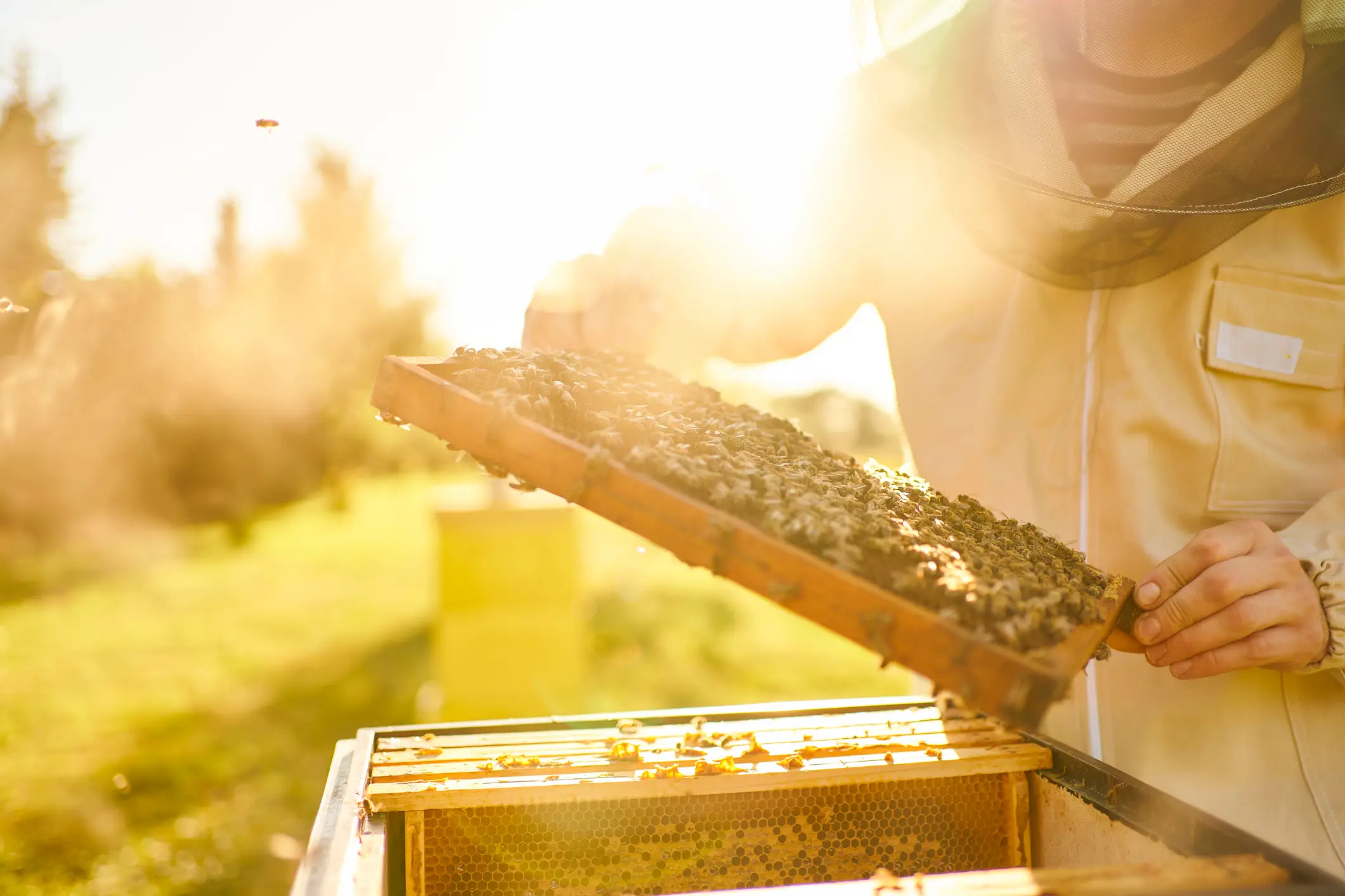 The beekeeper explained why he let the bee sting his wife (Andriy Onufriyenko / Getty Images)