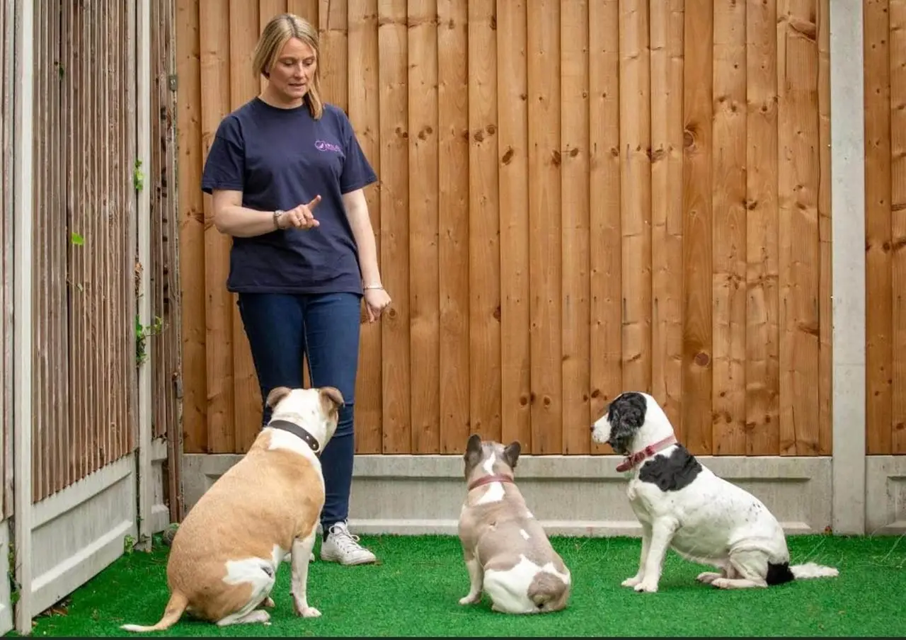 Caroline Osbourn, from Essex, says she made her home puppy-proof after adding 17-week-old labrador Milo to her family of pets.