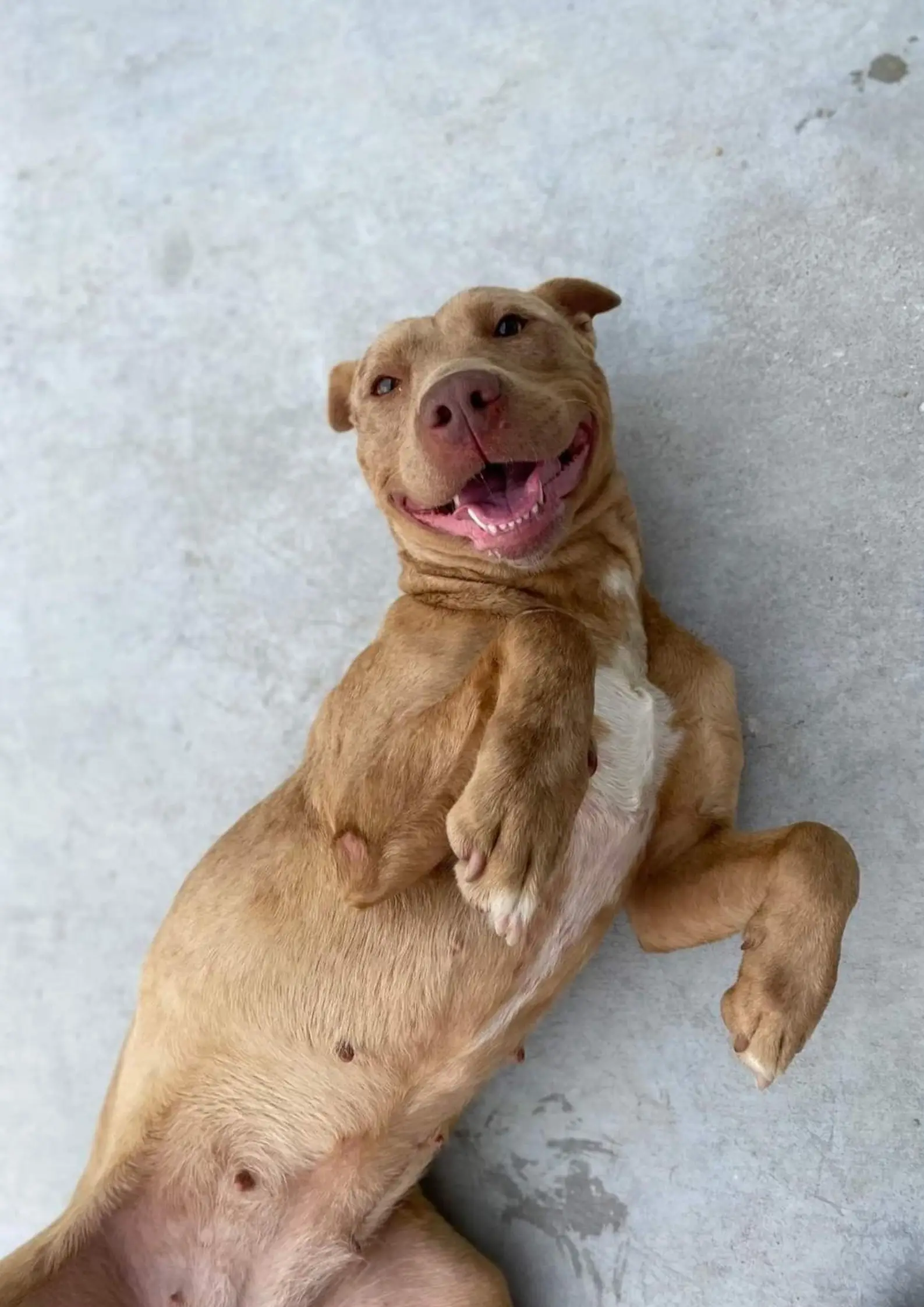 The incident has left Emily with a fear of animals.