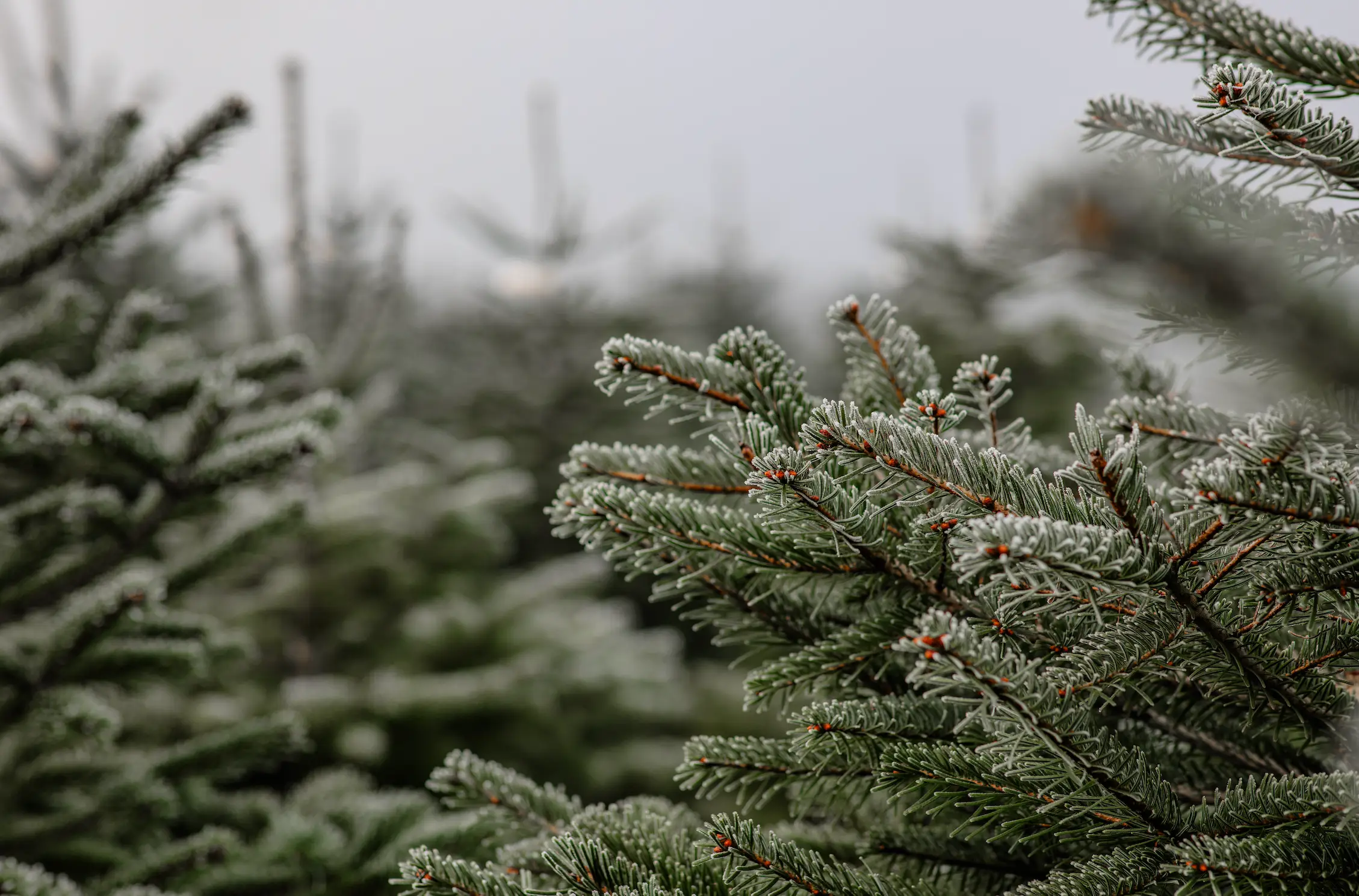 Real trees can come with unwanted creepy crawlies (Jacqueline Anders/Getty)
