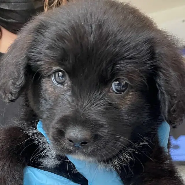 Lily Allen returned her dog (Instagram/@its_marys_world)