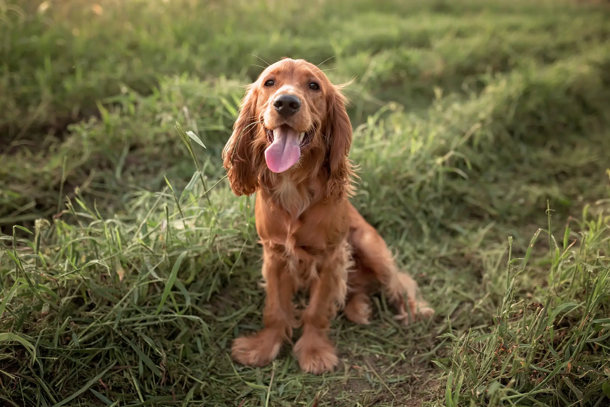 A vet has issued an important warning to dog owners (Getty Stock Image)