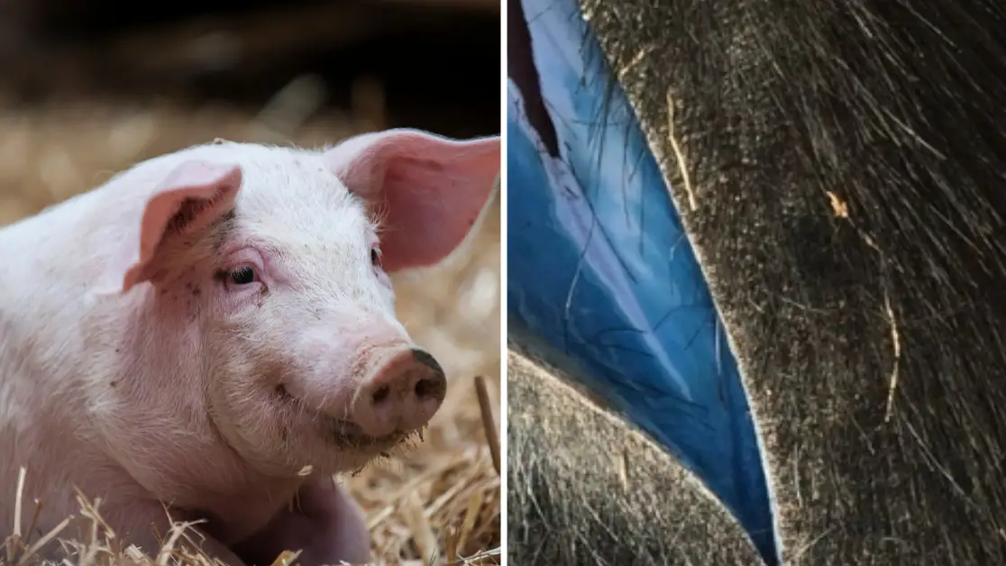 Meat-eaters issued warning as pigs begin to turn fluorescent blue inside