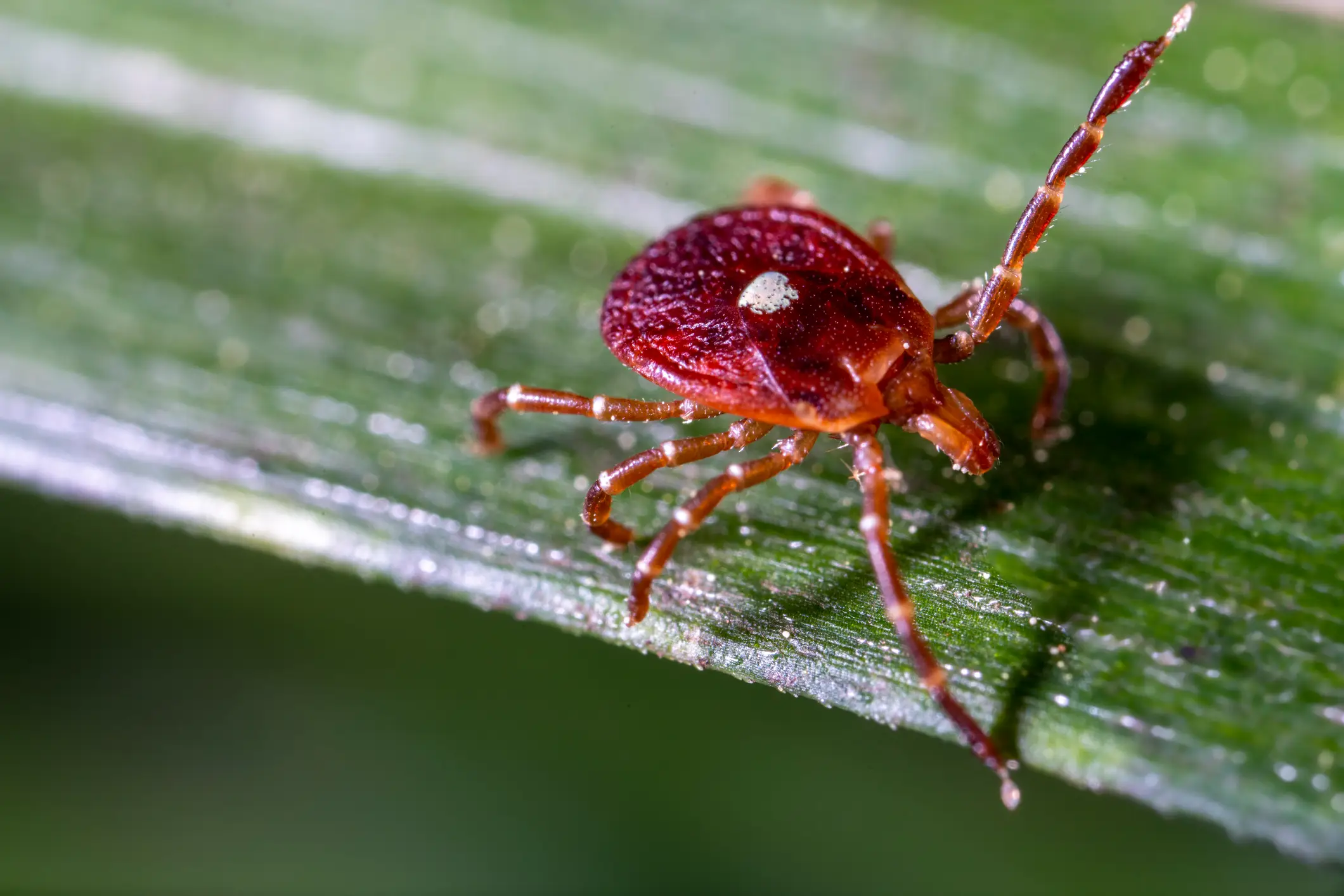 The bite of a lone star tick has been known to leave people with alpha gal syndrome (Getty Stock Image)