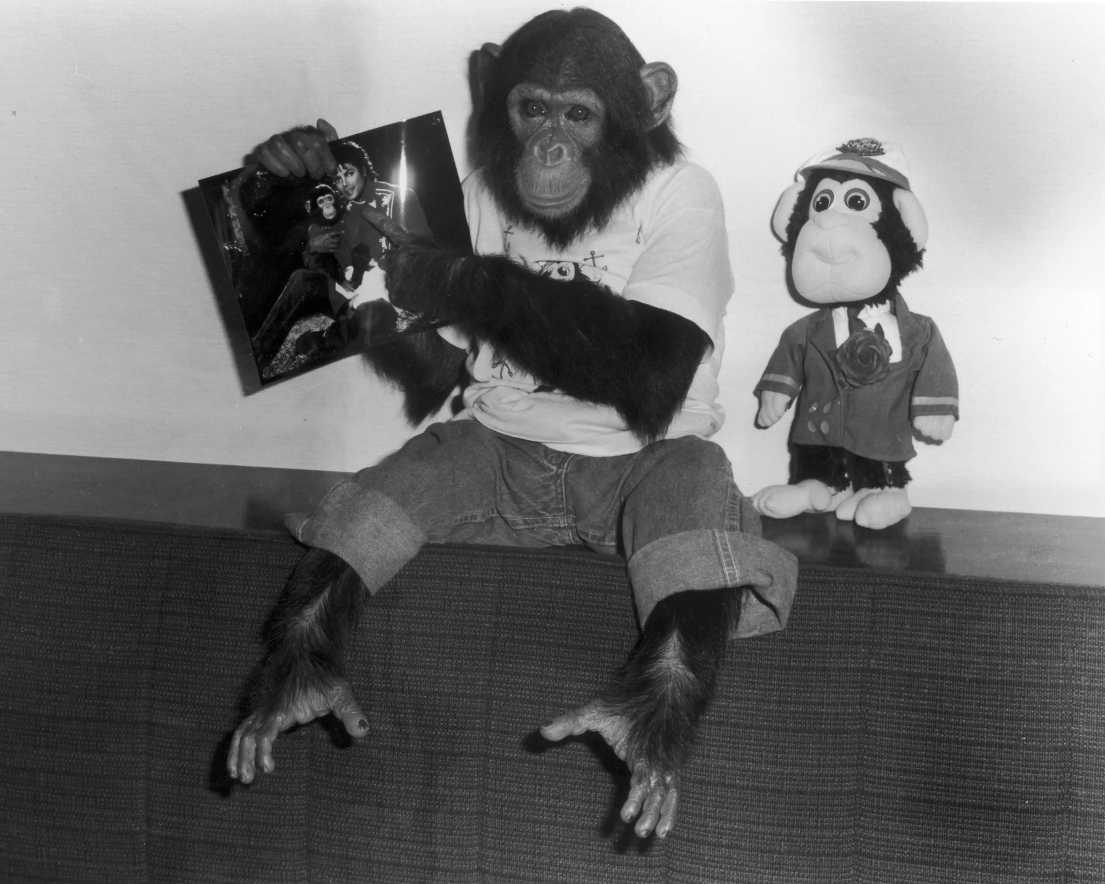 Bubbles has since lived a much calmer life at the sanctuary, where he apparently shows a dislike for being photographed (Hulton Archive/Getty Images)