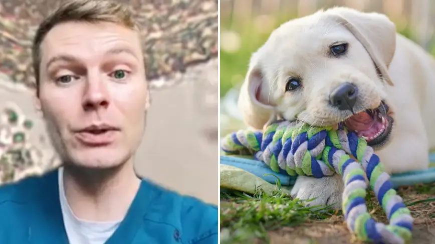 TikTok/@ben.the.vet / Uwe Krejci/Getty Images