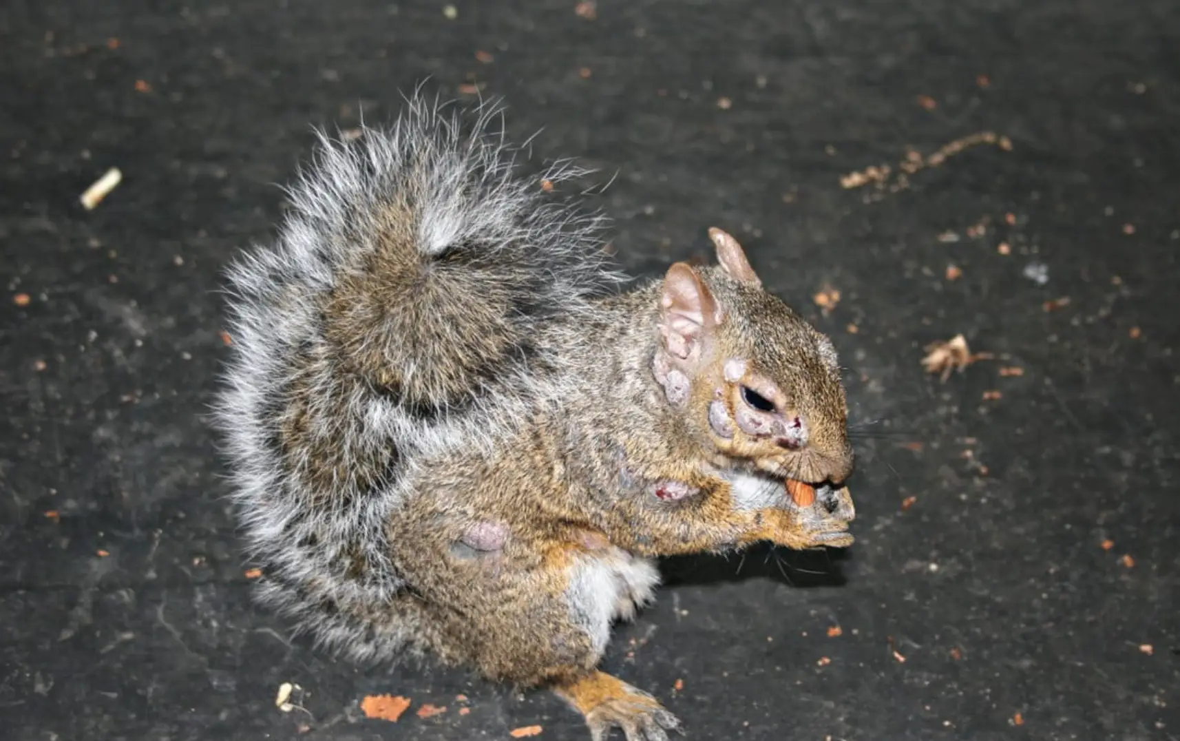 Fortunately, the sores usually clear up on their own (Wild Things Sanctuary)