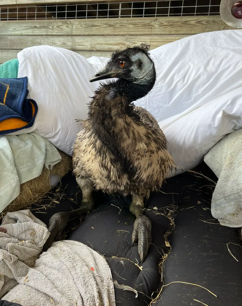 Emmanuel has a lot of fans on social media.