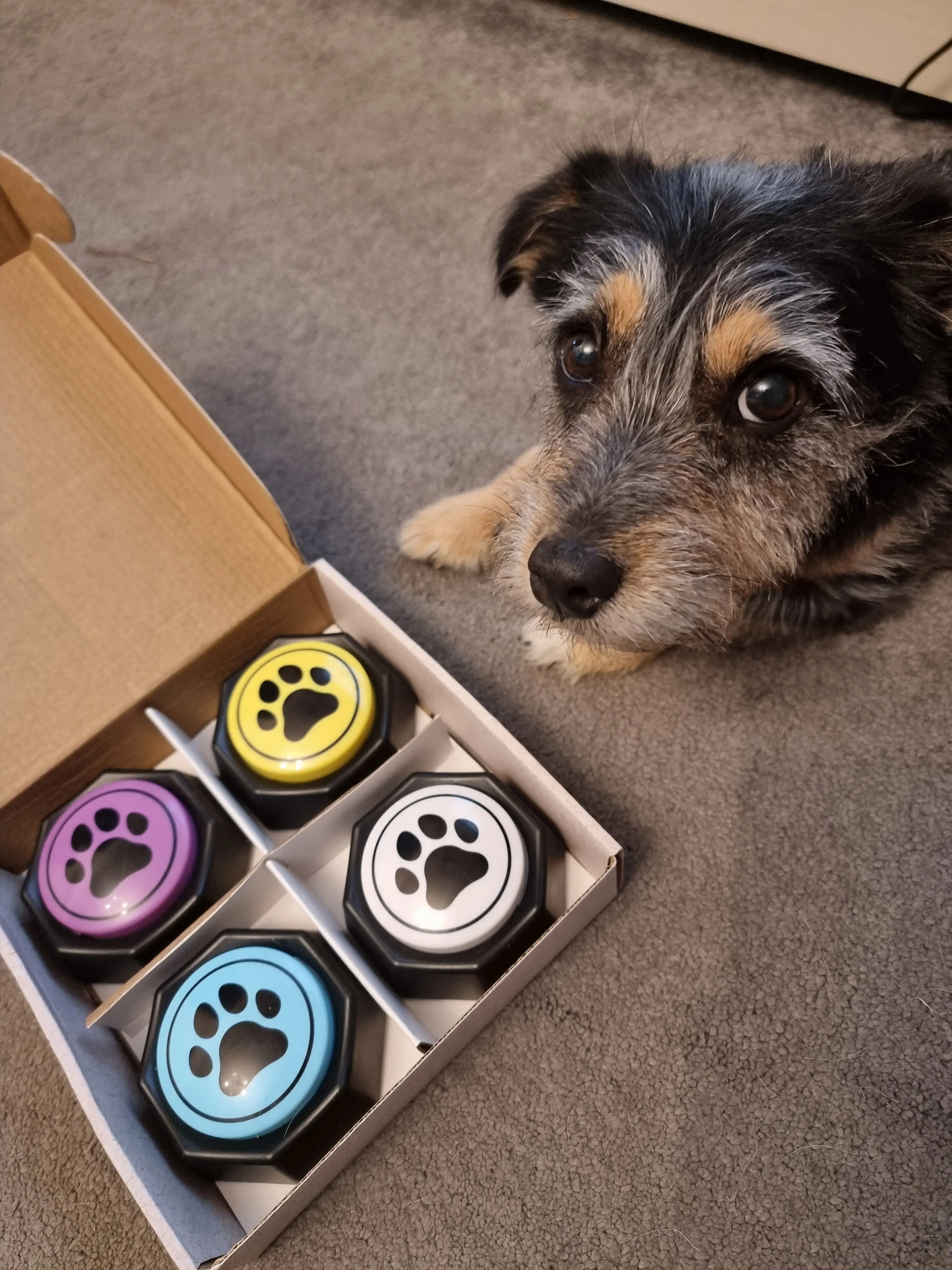 Catherine's dog Paisley getting to grips with the buzzers.