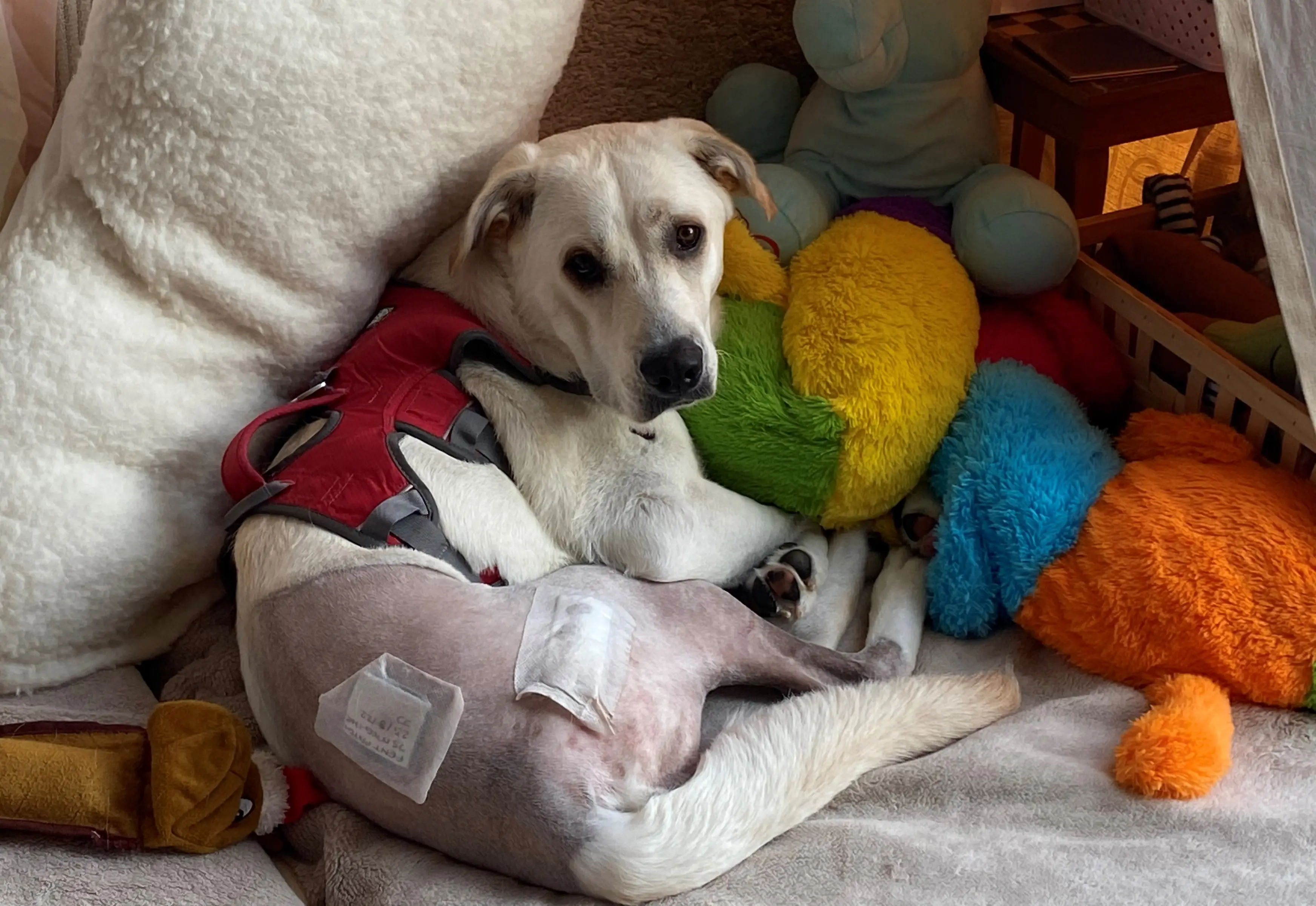 Maddie needs expensive treatment for hip dysplasia.