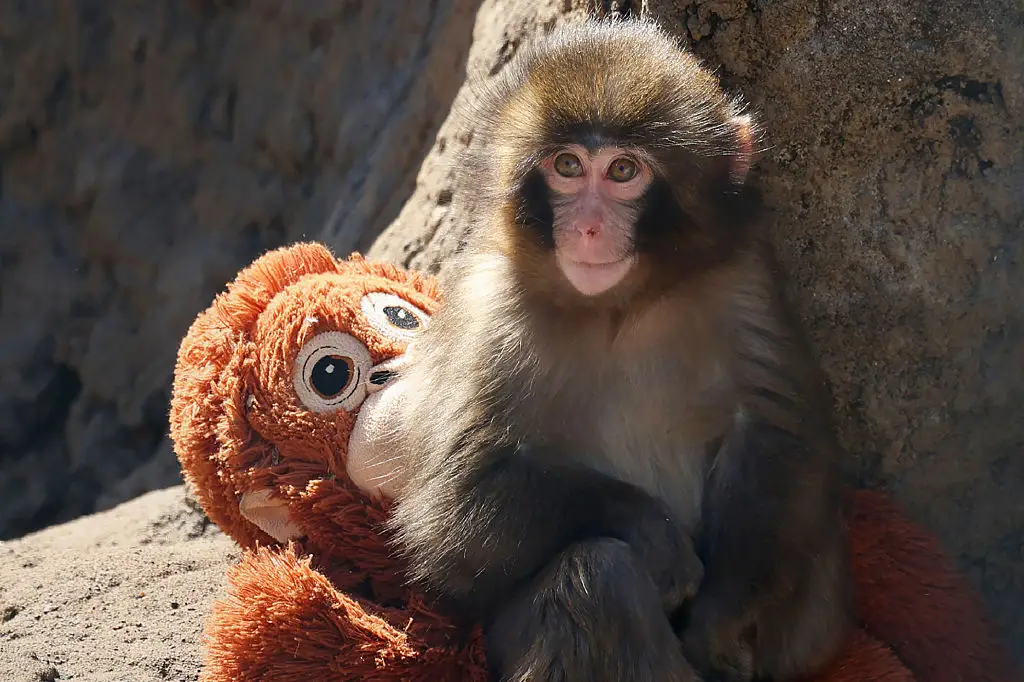 The Ichikawa City Zoo in Japan has released its latest update on Punch the baby monkey (STR / Contributor / Getty Images)
